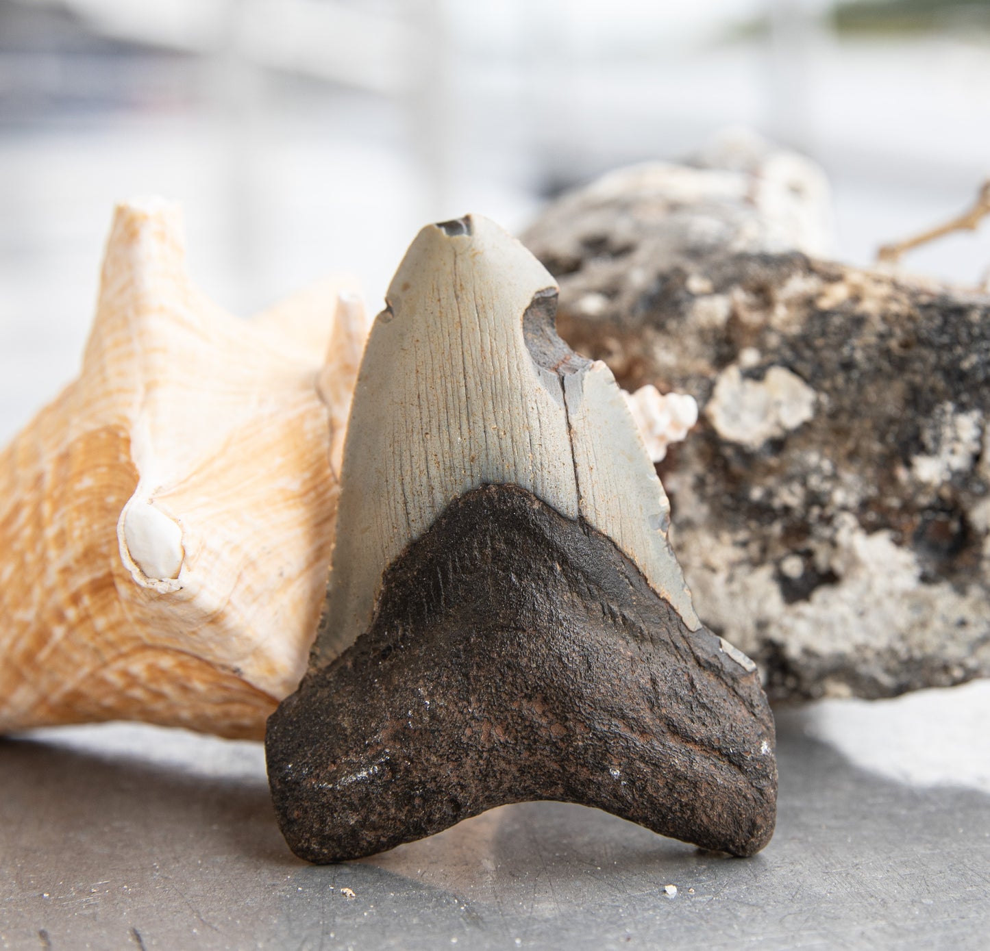 3.57" Megalodon Tooth #100