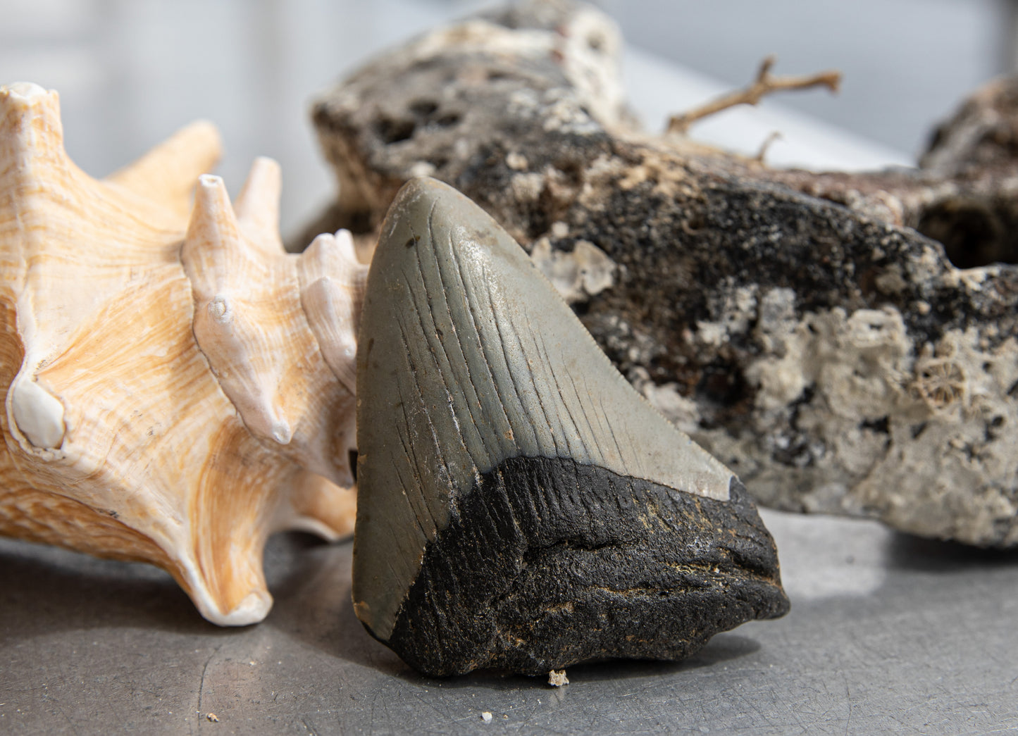 3.45" Megalodon Tooth #101