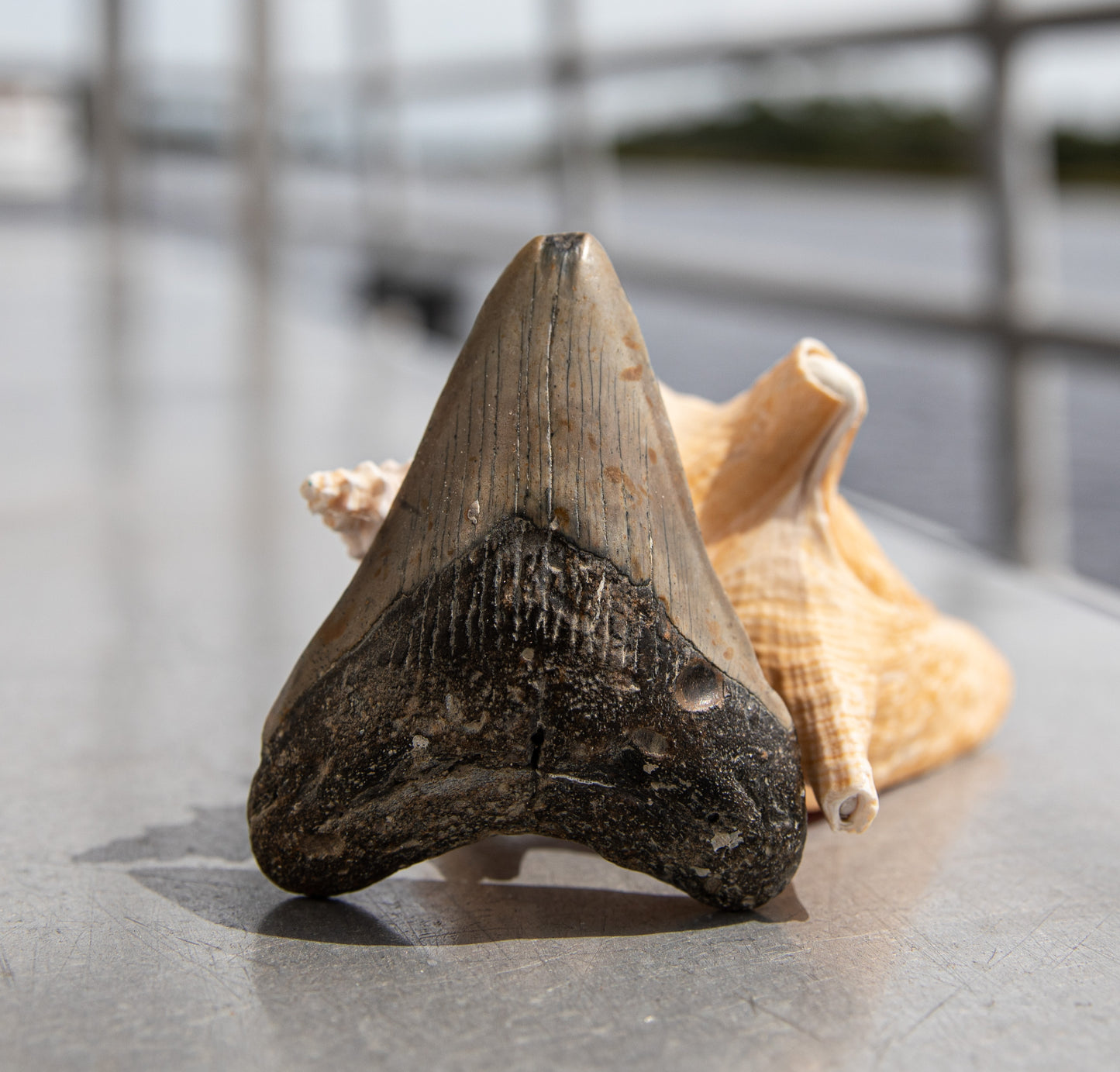 3.52" Megalodon Tooth #11