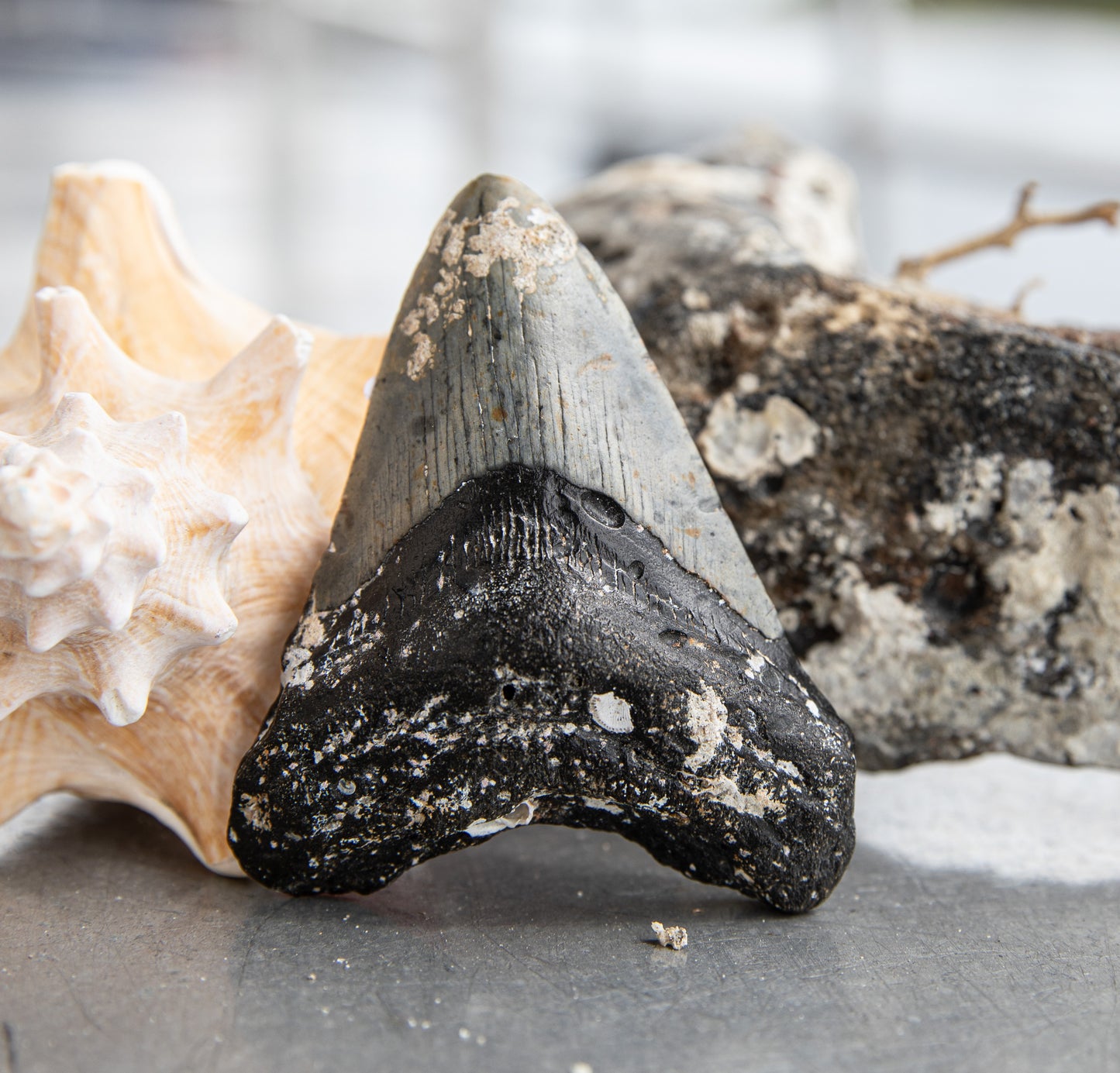 3.75" Megalodon Tooth #110