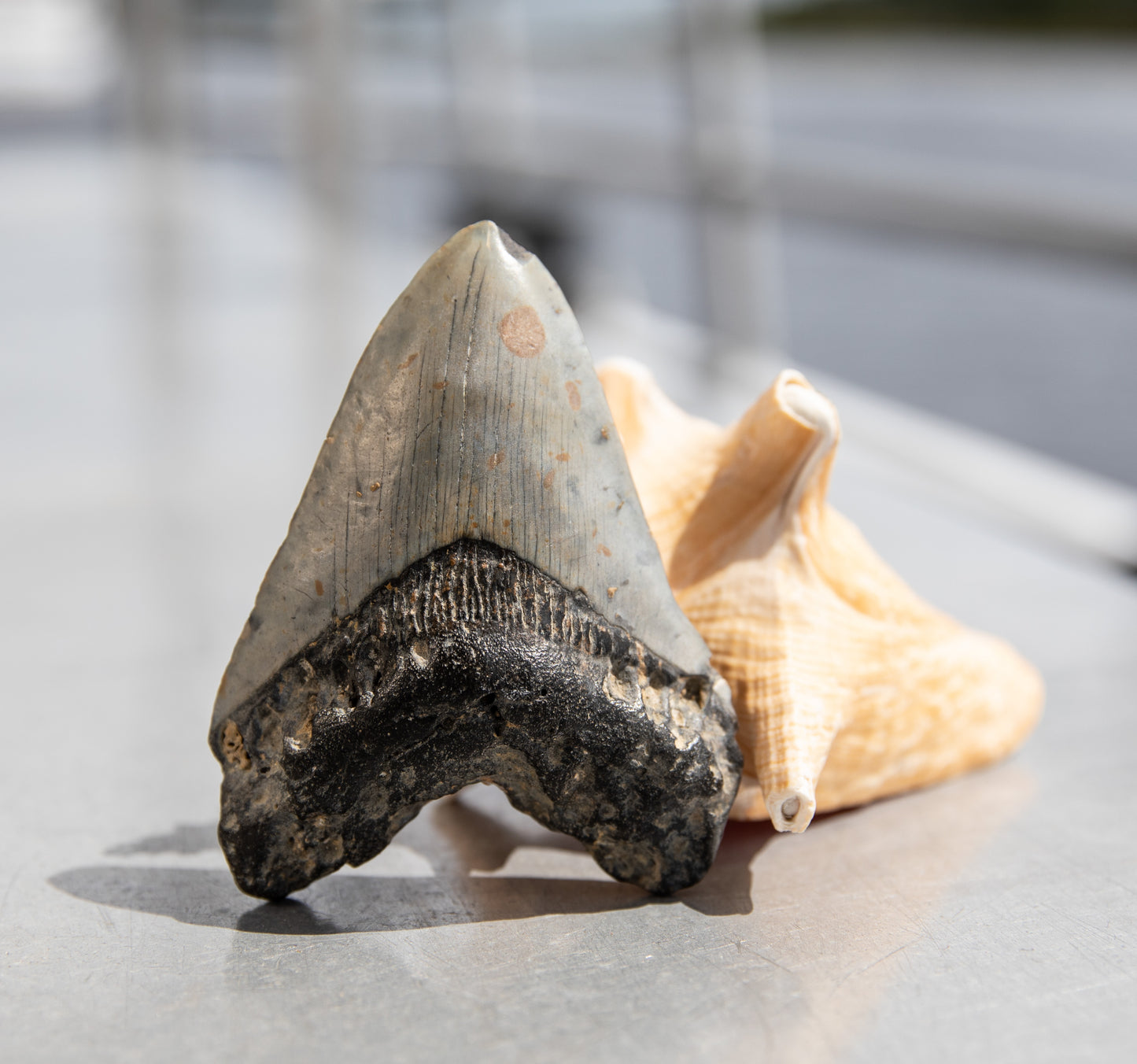 4.26" Megalodon Tooth #114