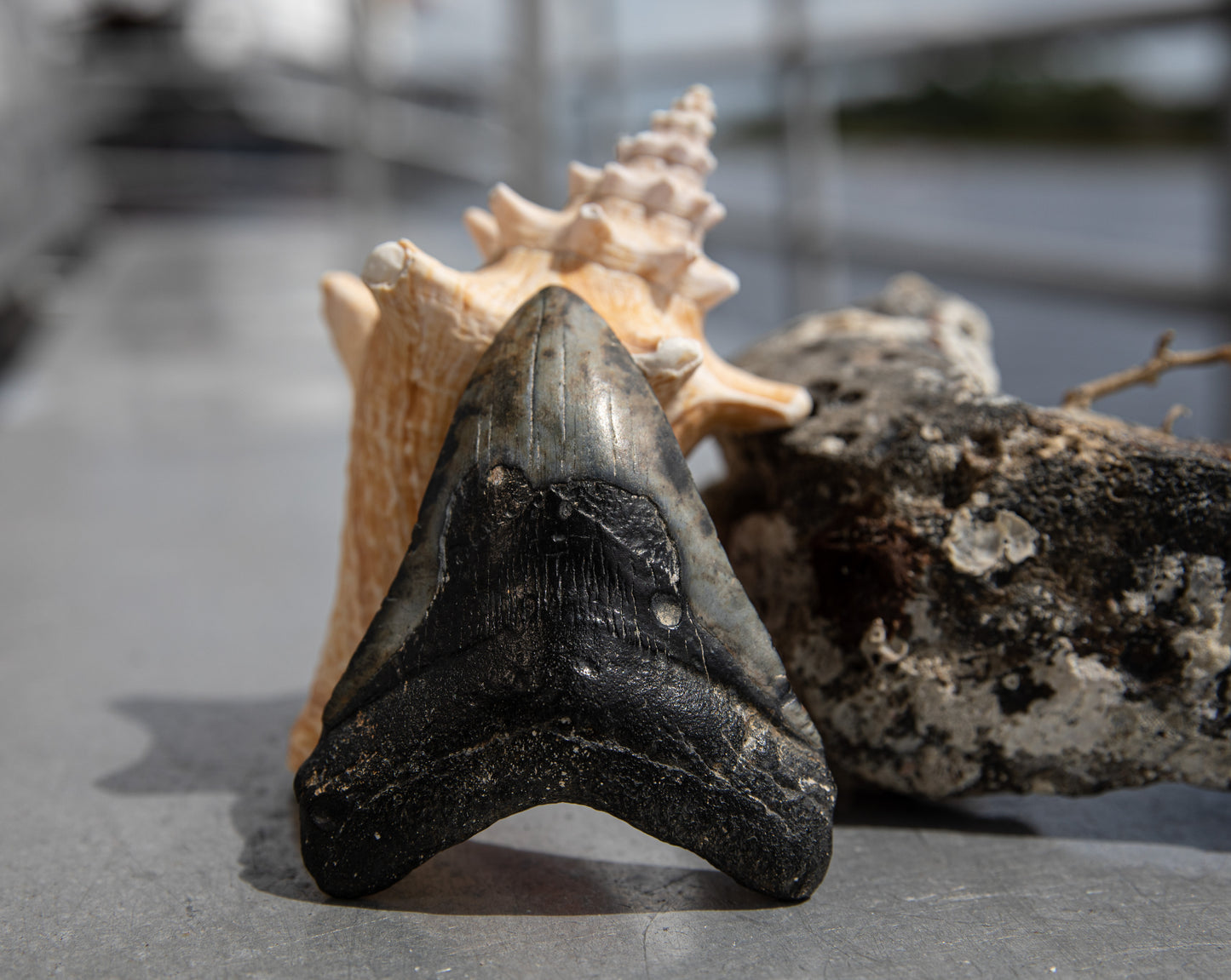 4.15" Megalodon Tooth #116