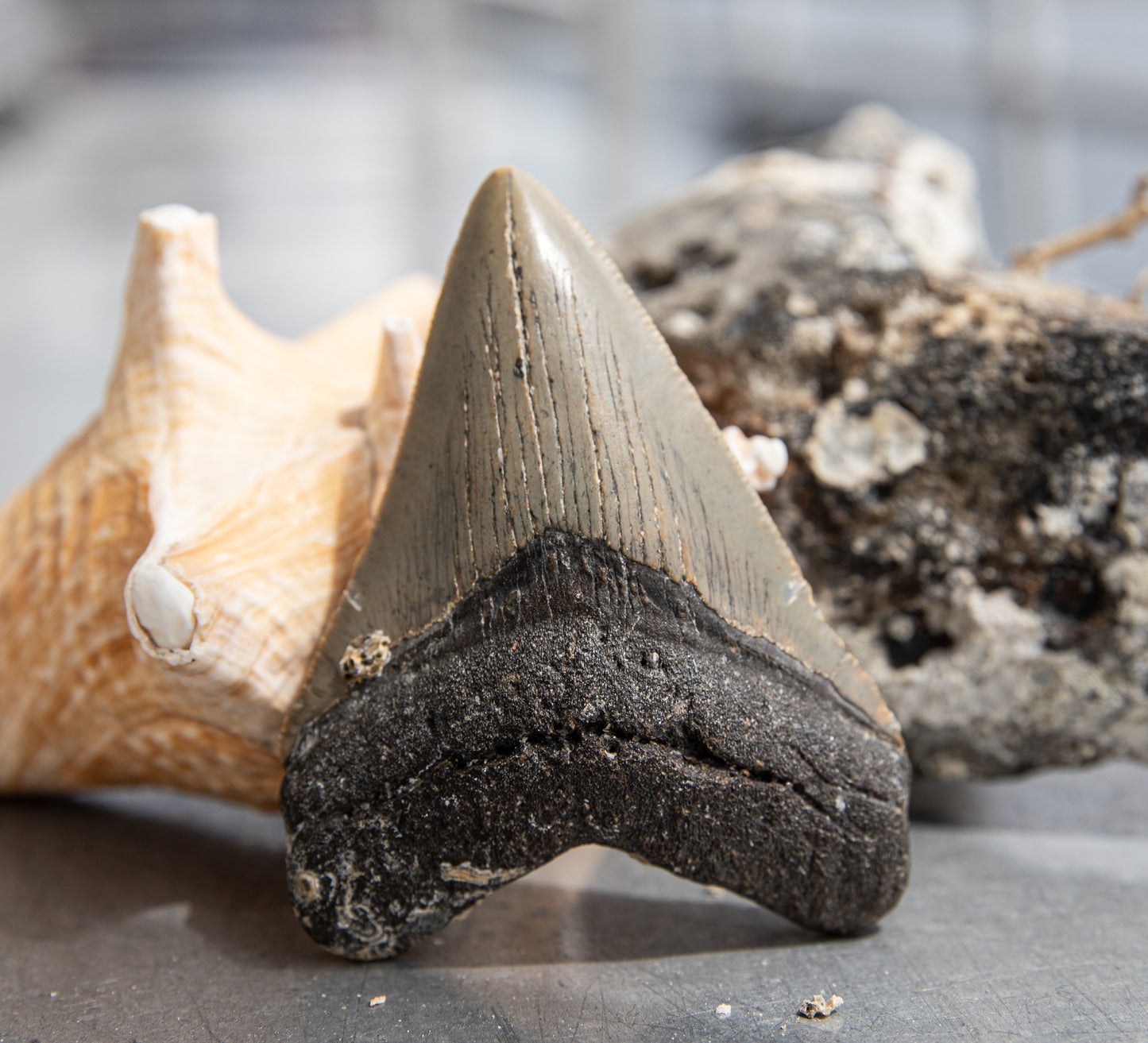 3.36" Megalodon Tooth #12