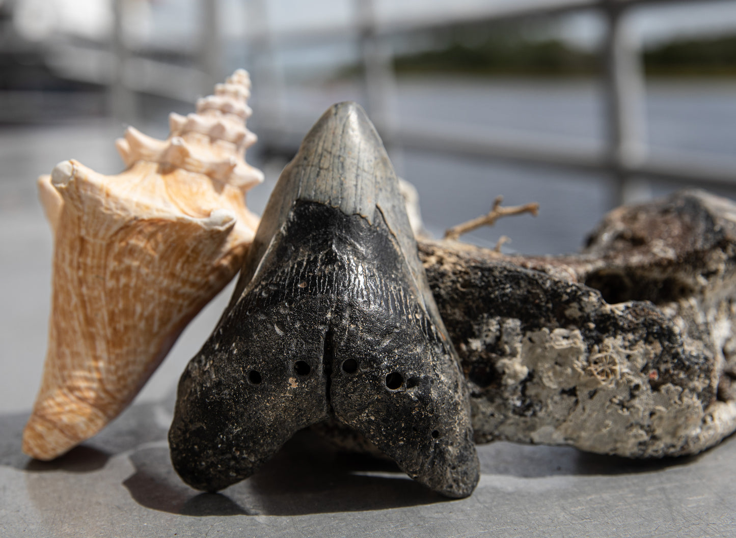 4.97" Megalodon Tooth #122