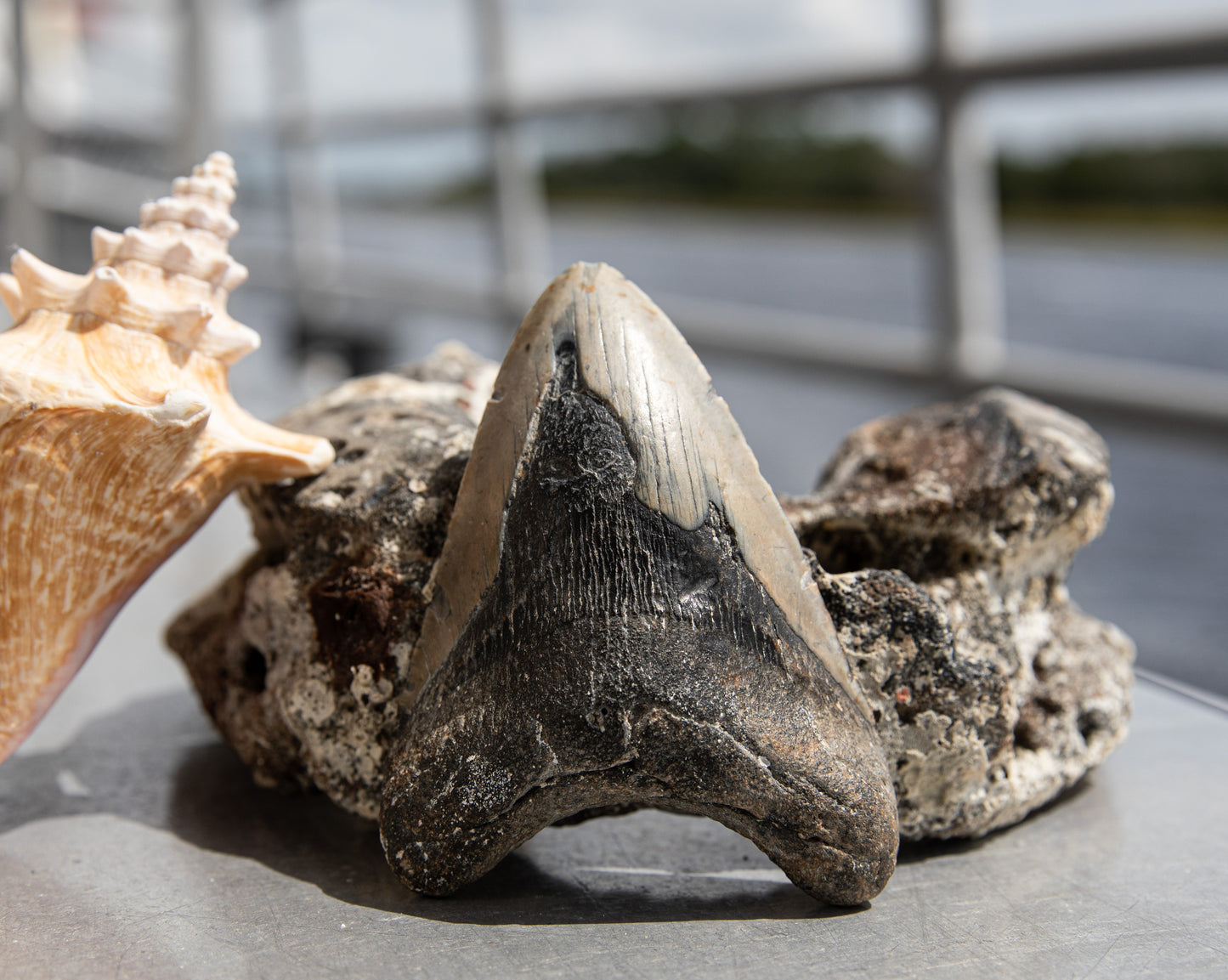 4.78" Megalodon Tooth #123