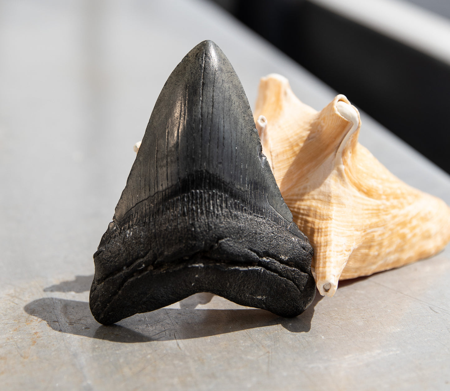 4.33" Megalodon Tooth #130