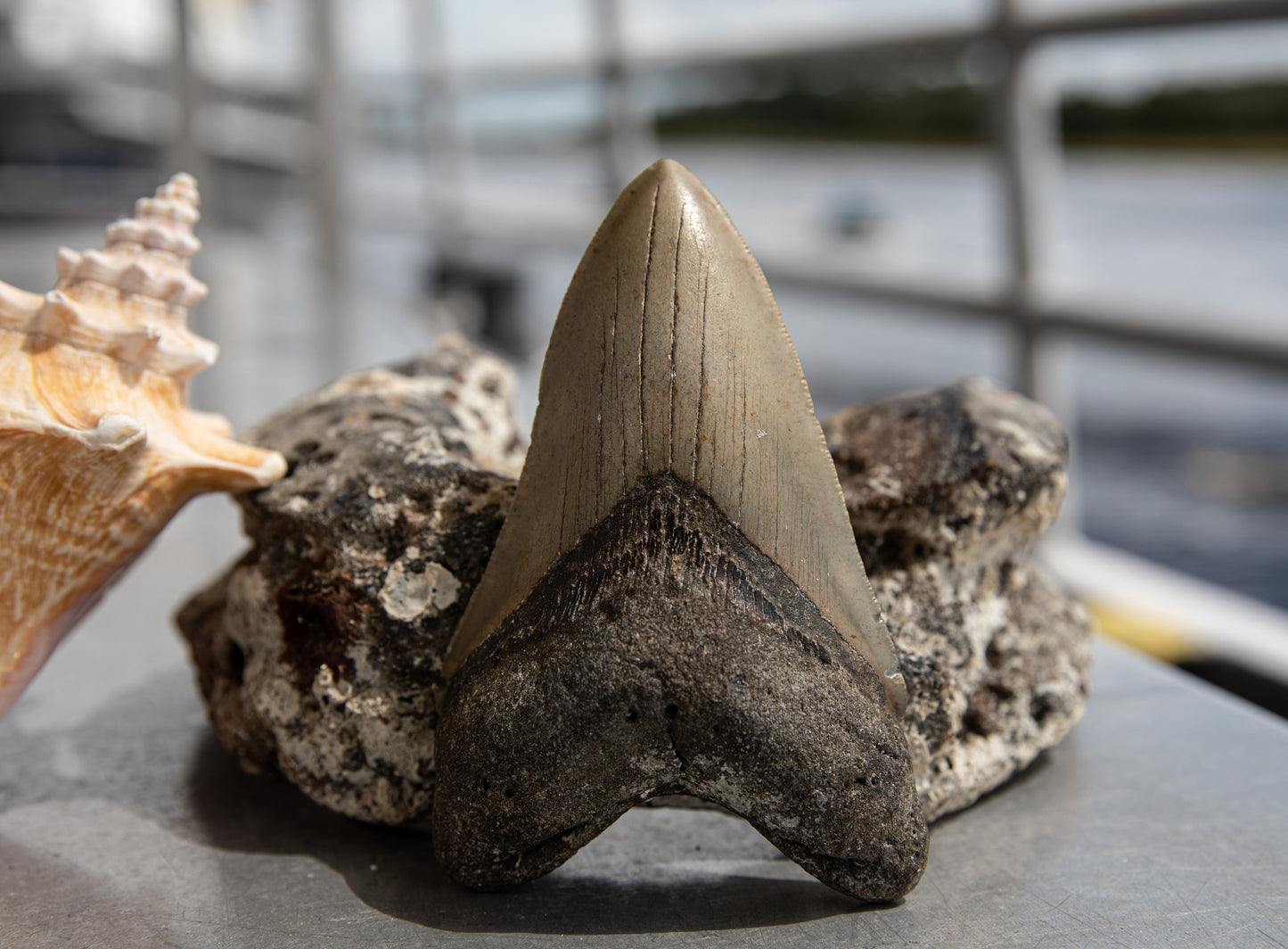 5.40" Megalodon Tooth #135