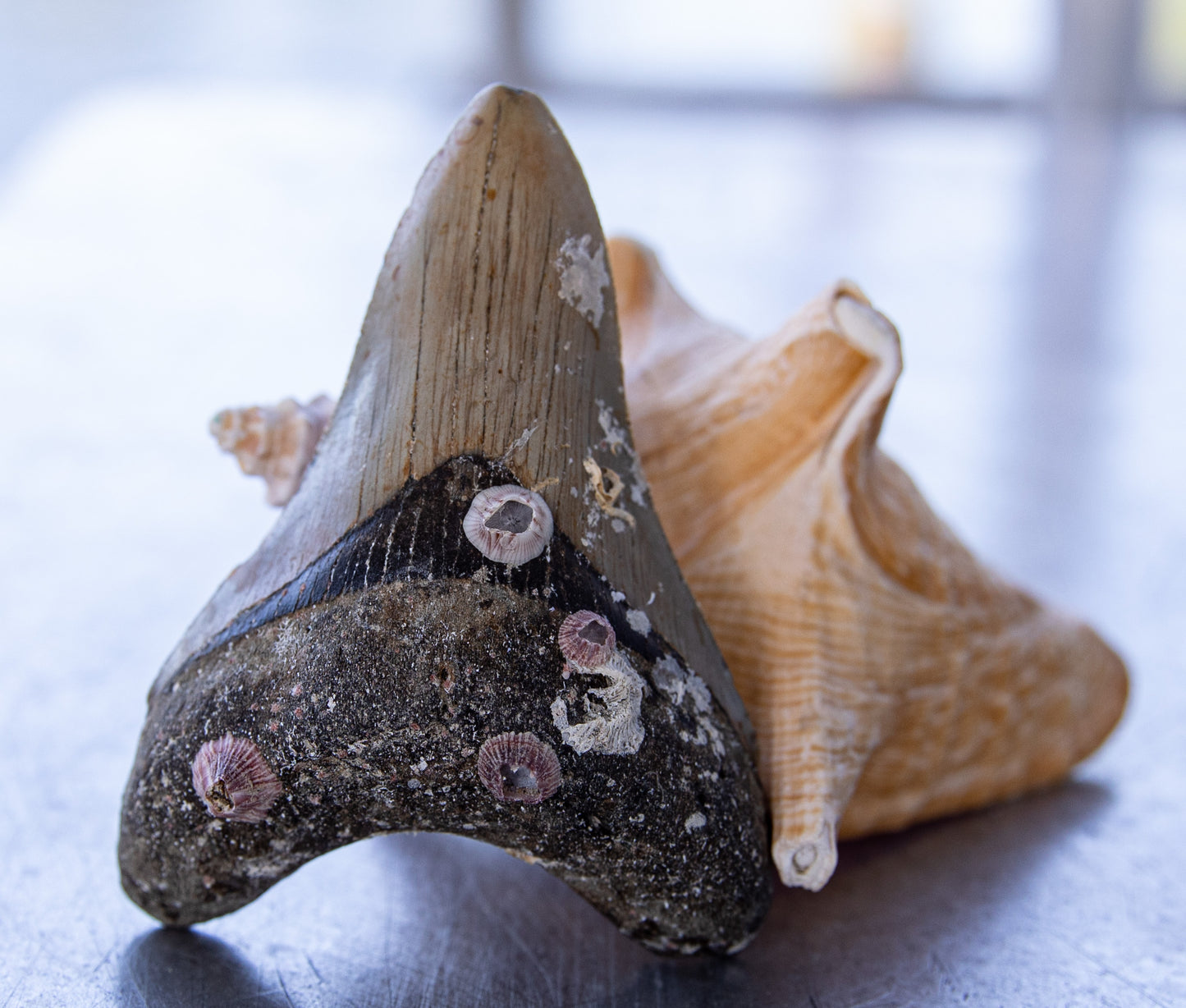 4.20" Megalodon Tooth #136