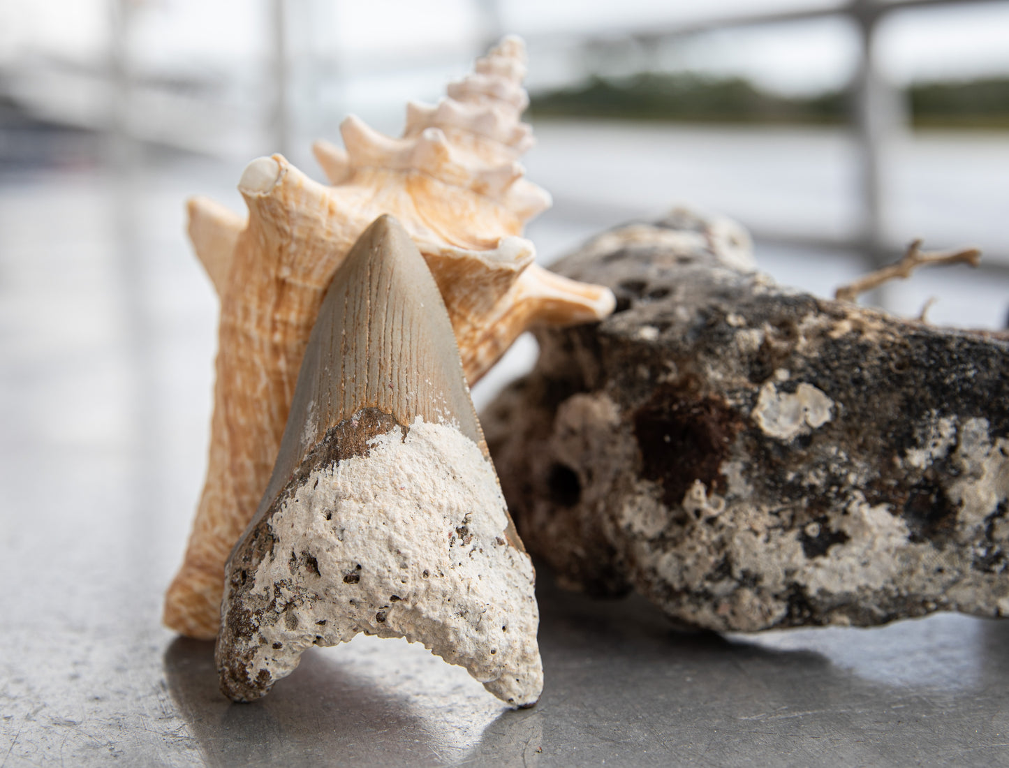 3.59" Megalodon Tooth #139