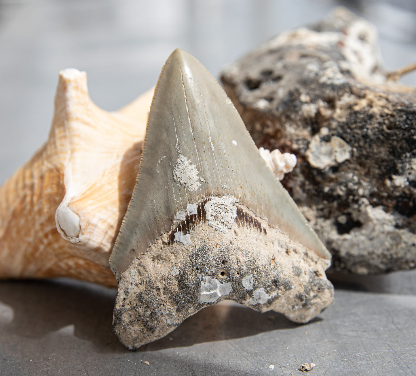 3.71" Megalodon Tooth #140