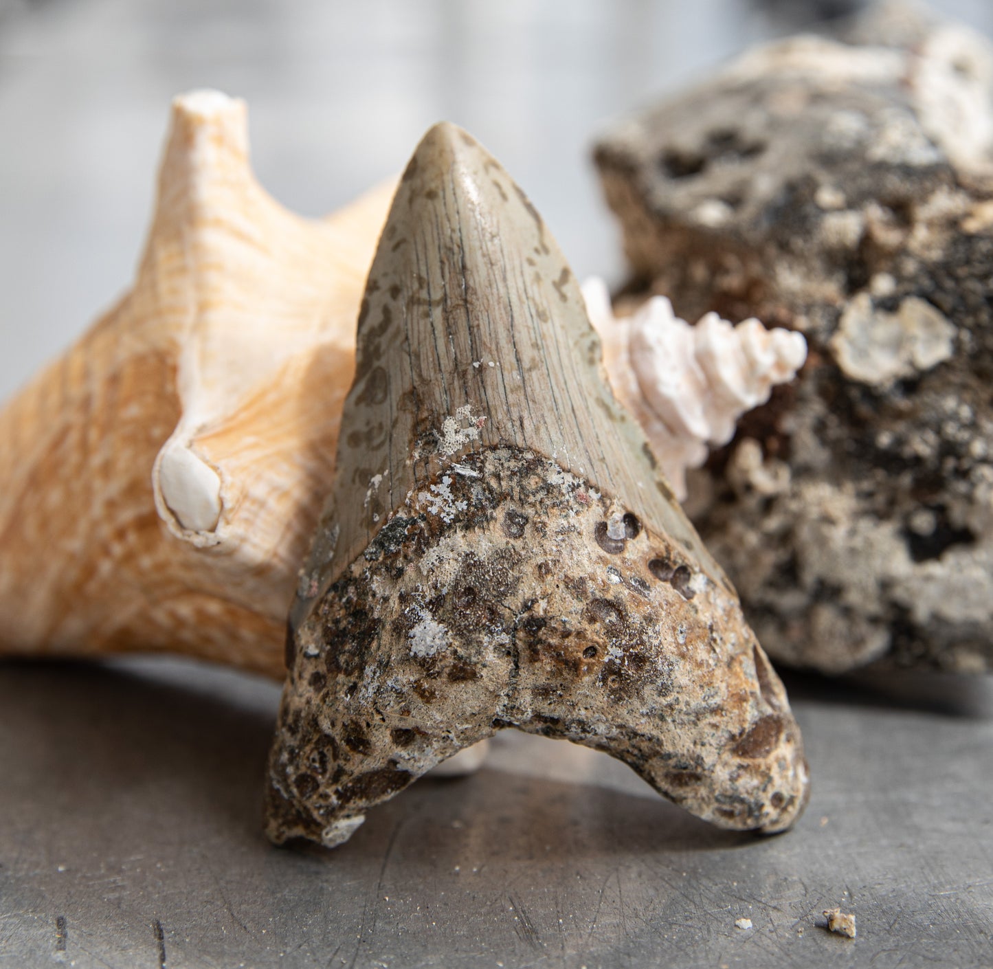 3.26" Megalodon Tooth #141