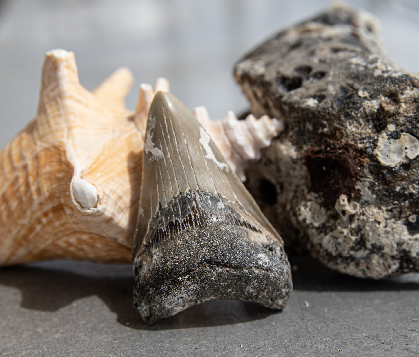 2.90" Megalodon Tooth #142