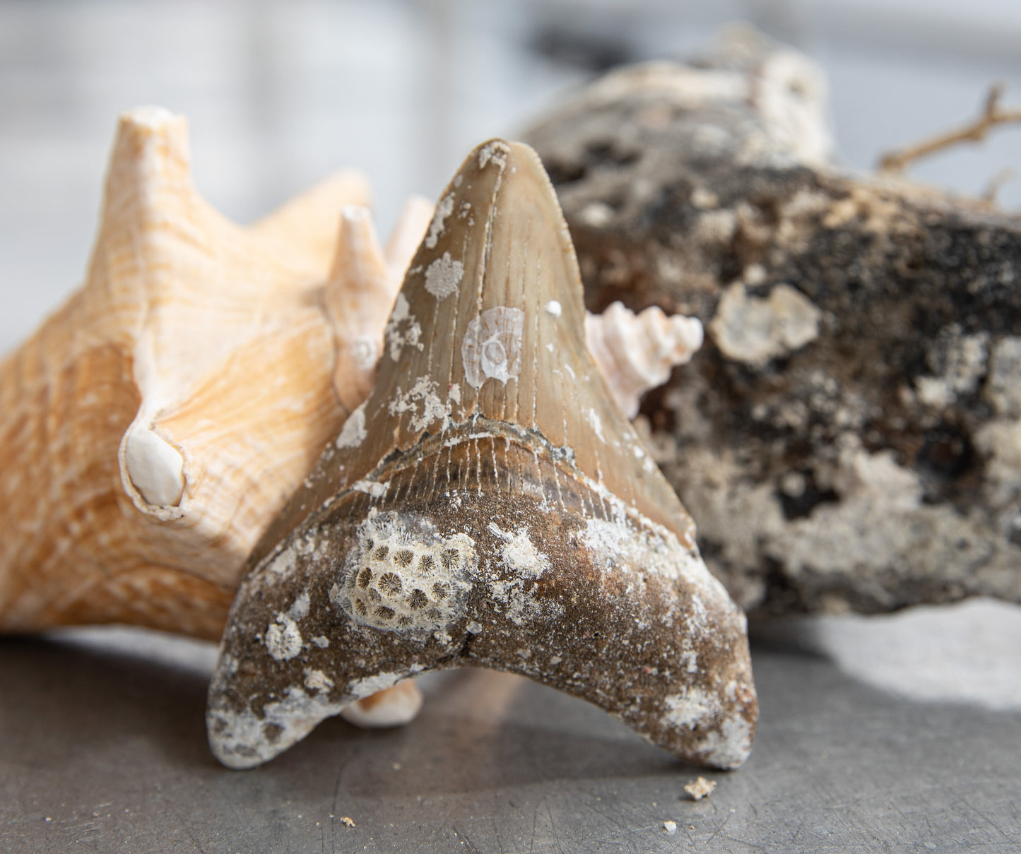 3.40" Megalodon Tooth #143