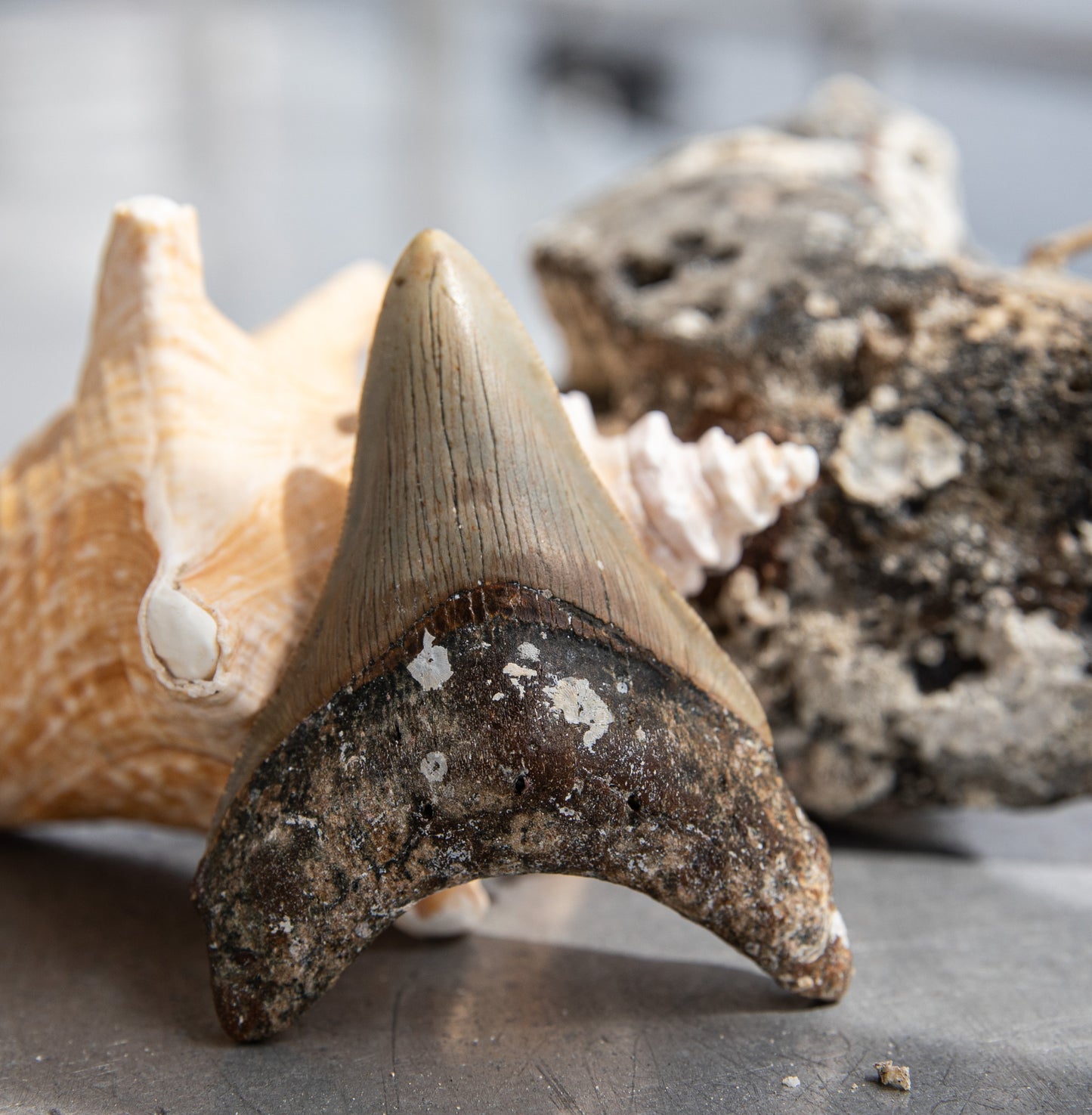 3.41" Megalodon Tooth #144