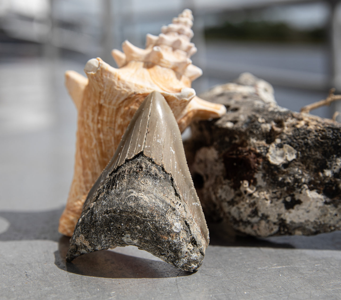 3.63" Megalodon Tooth #145