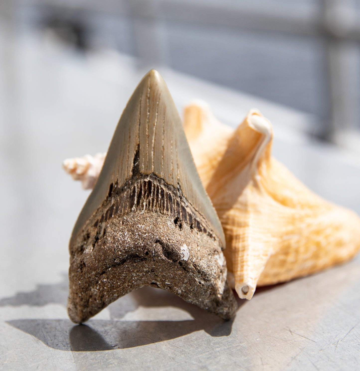 3.89" Megalodon Tooth #146