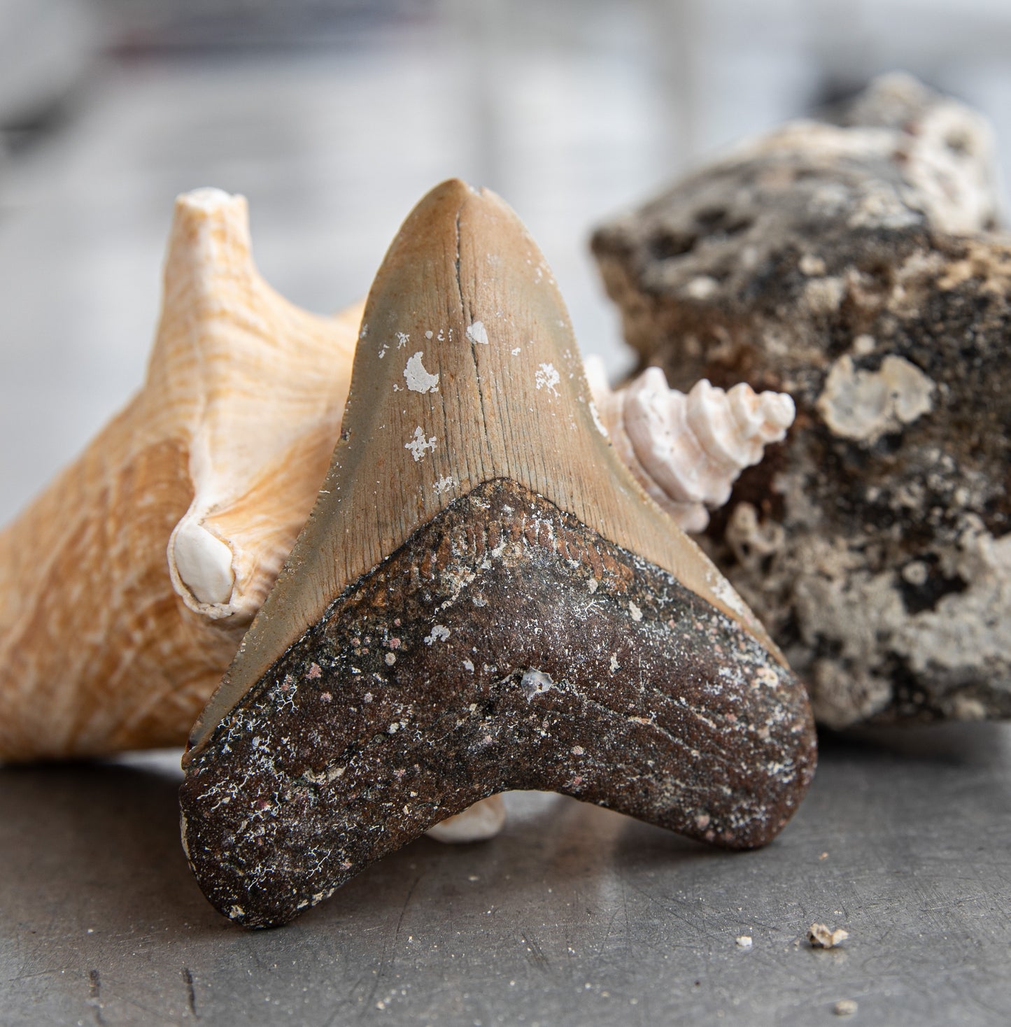 3.61" Megalodon Tooth #148