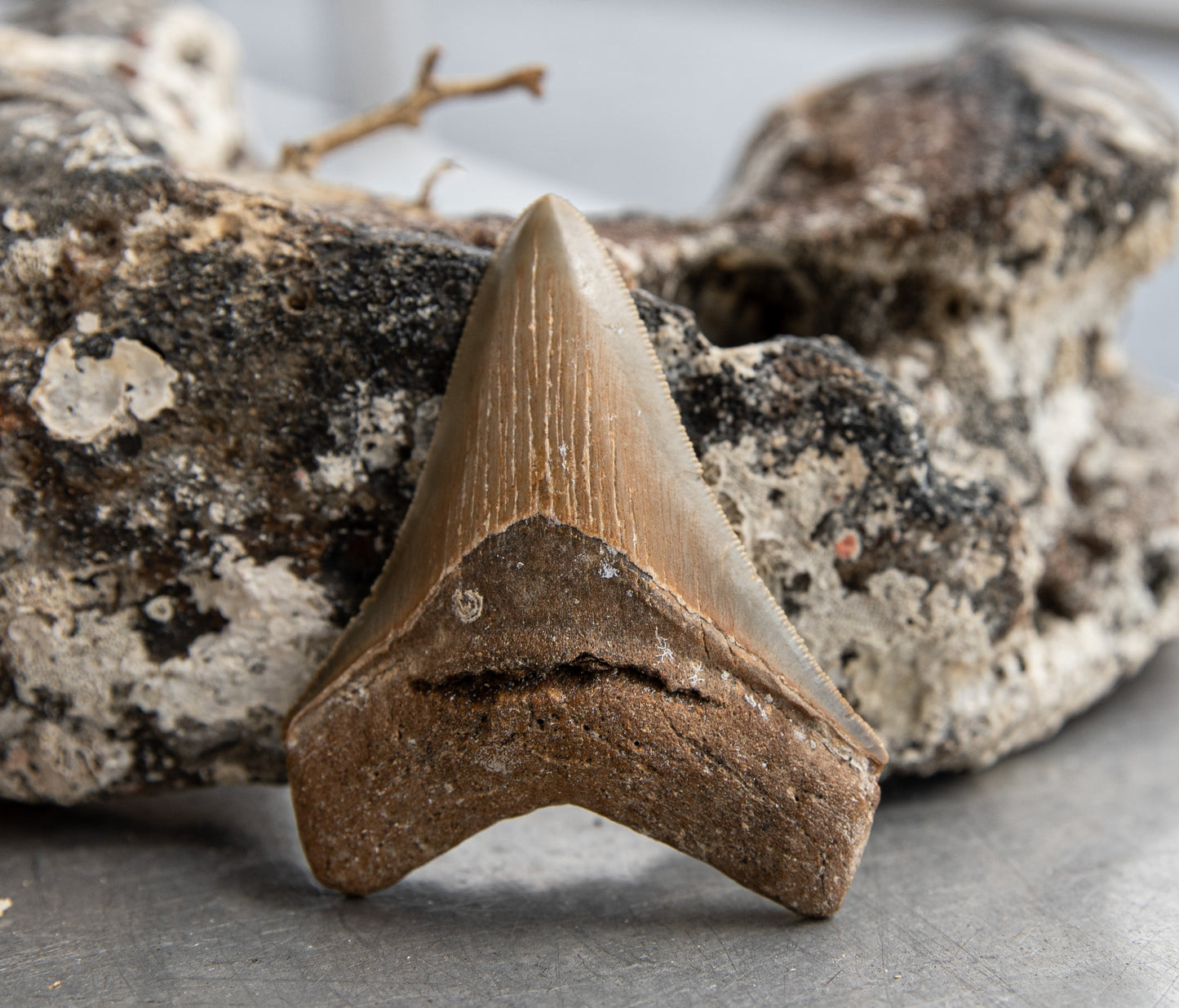 2.87" Megalodon Tooth #149