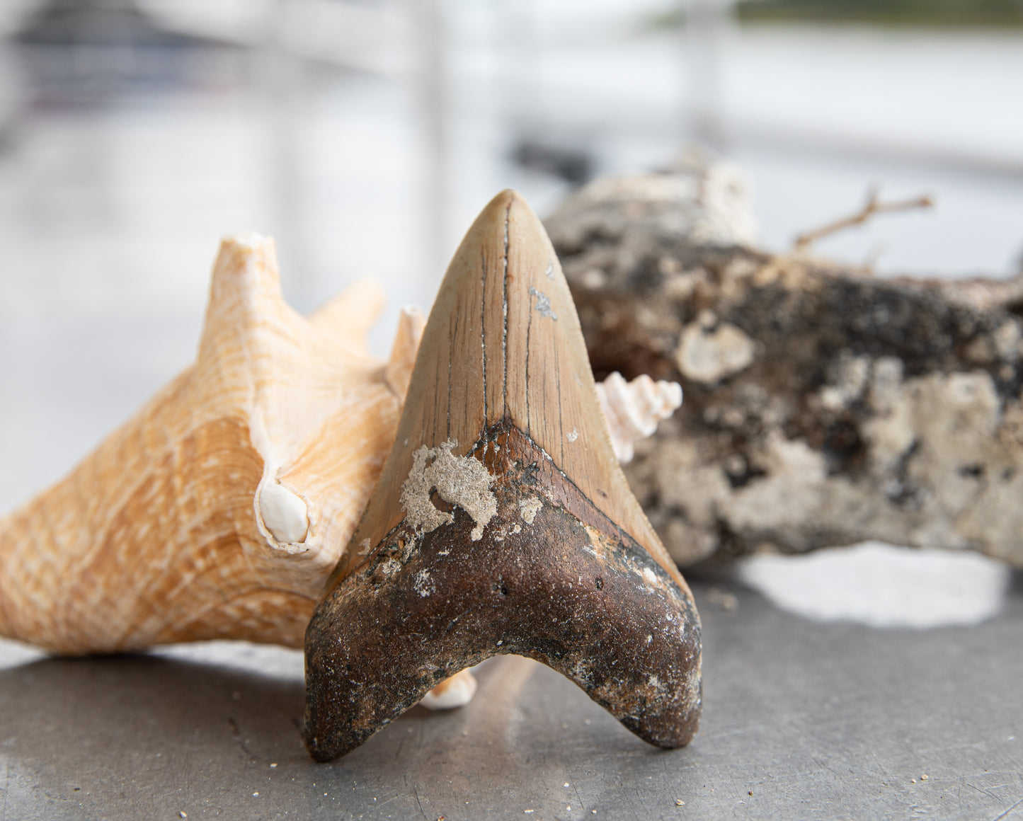 3.73" Megalodon Tooth #151