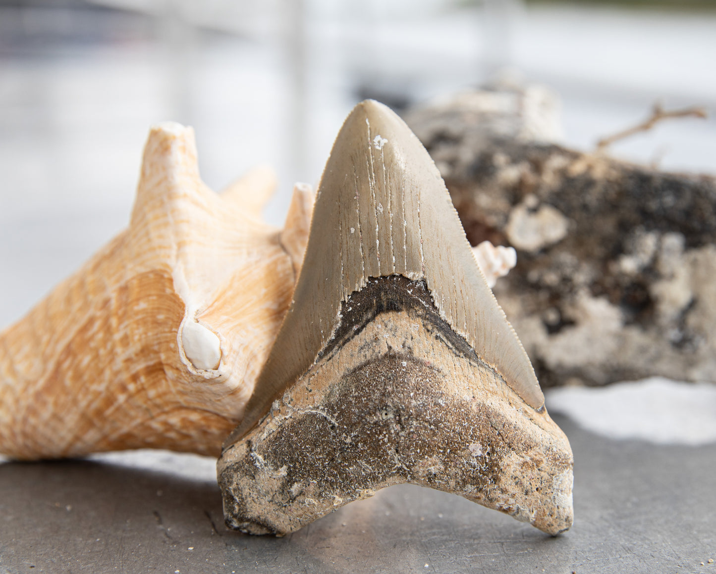 3.45" Megalodon Tooth #154