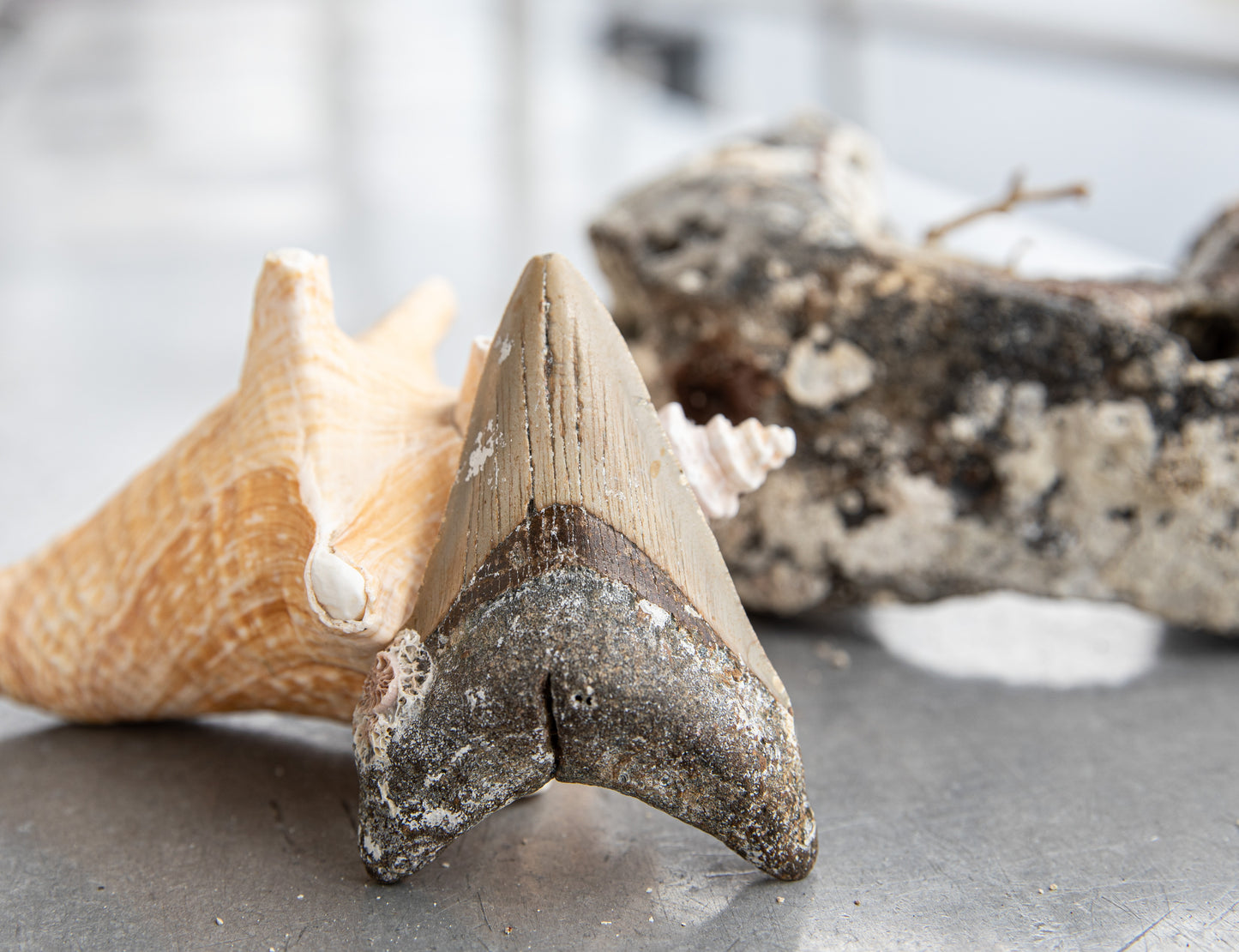 3.52" Megalodon Tooth #155