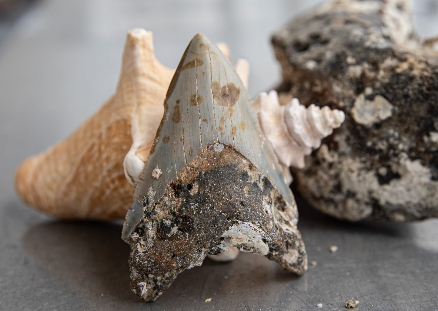 3.50" Megalodon Tooth #158