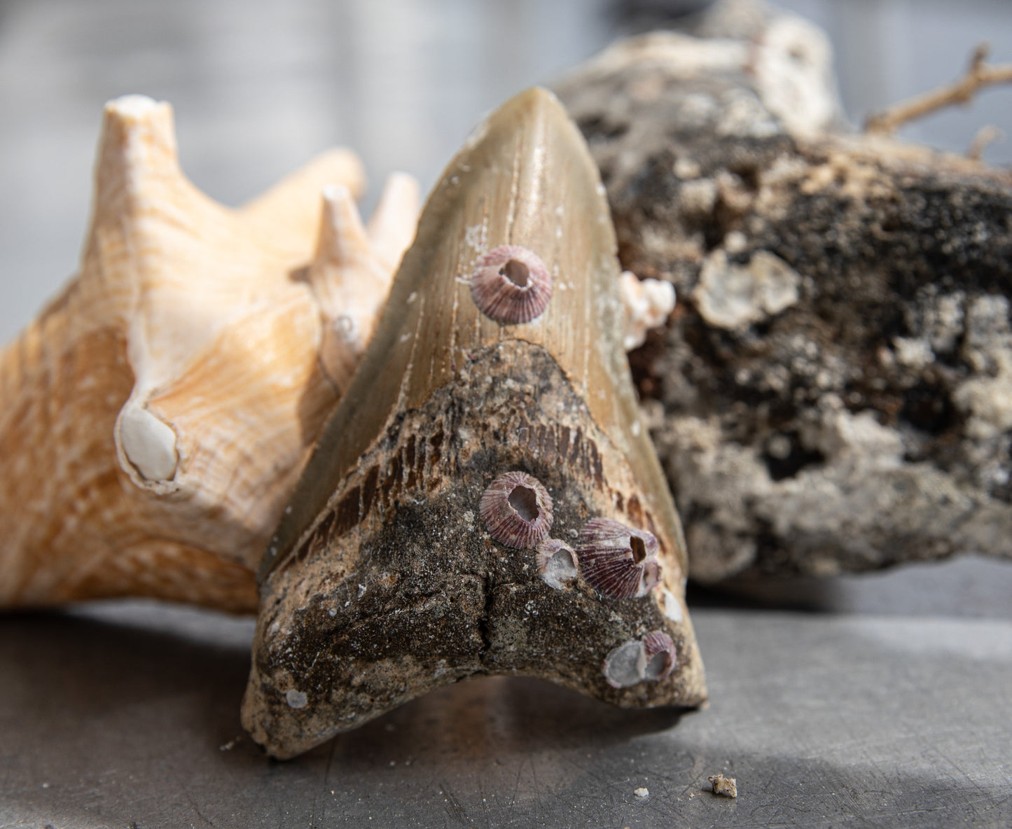 3.79" Megalodon Tooth #159