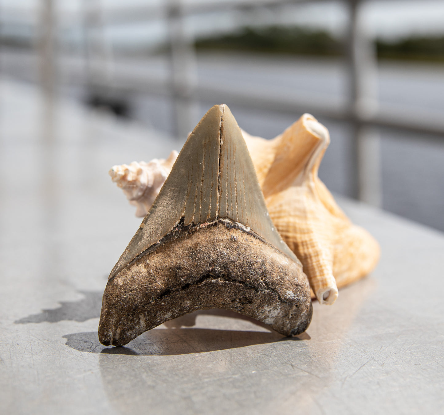 3.61" Megalodon Tooth #160