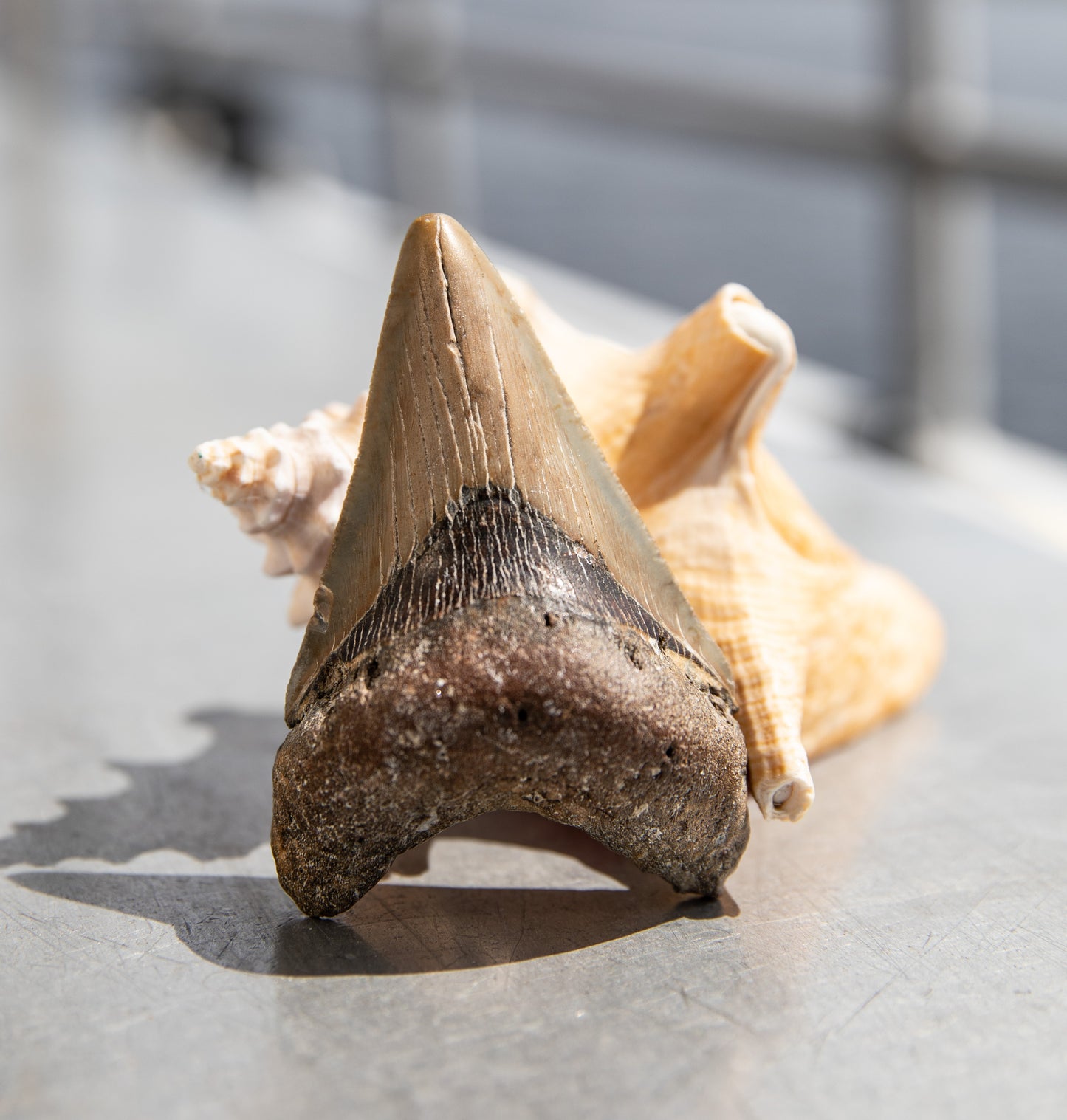 3.35" Megalodon Tooth #161