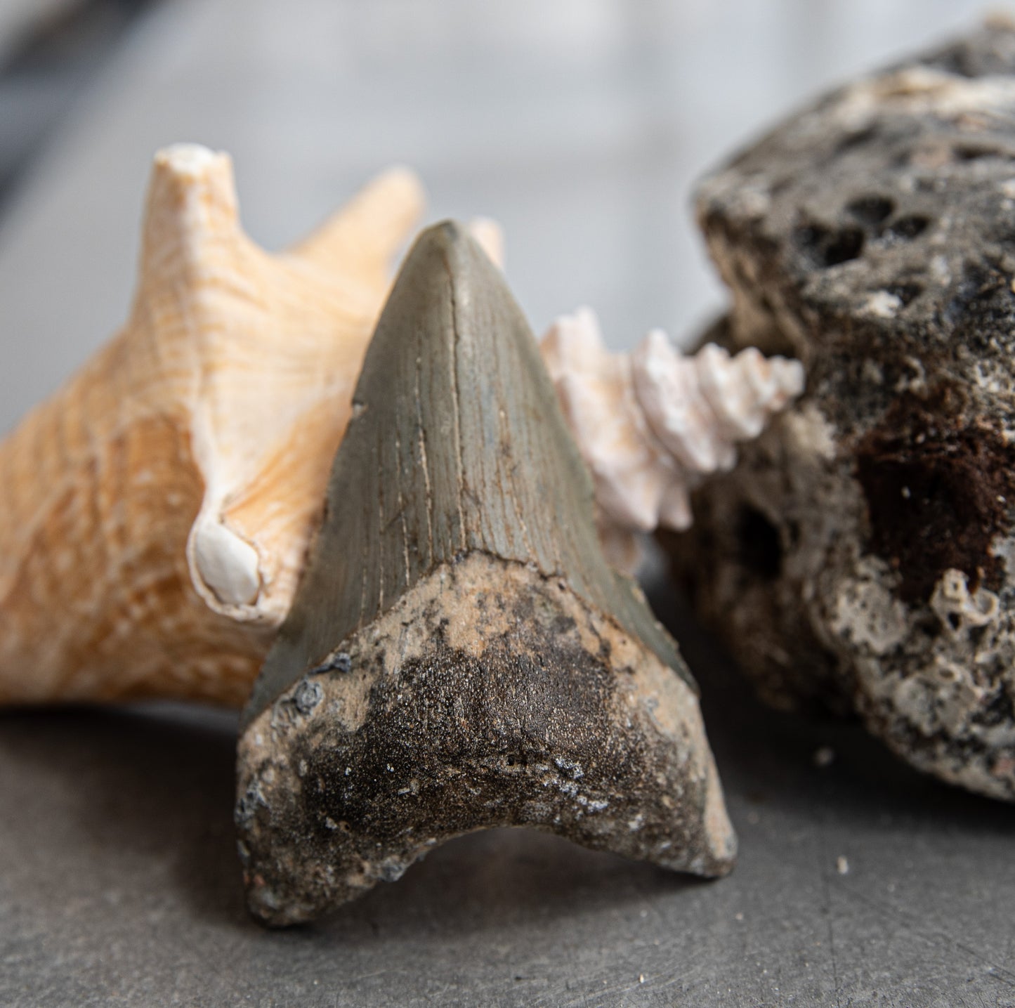 3.19" Megalodon Tooth #162