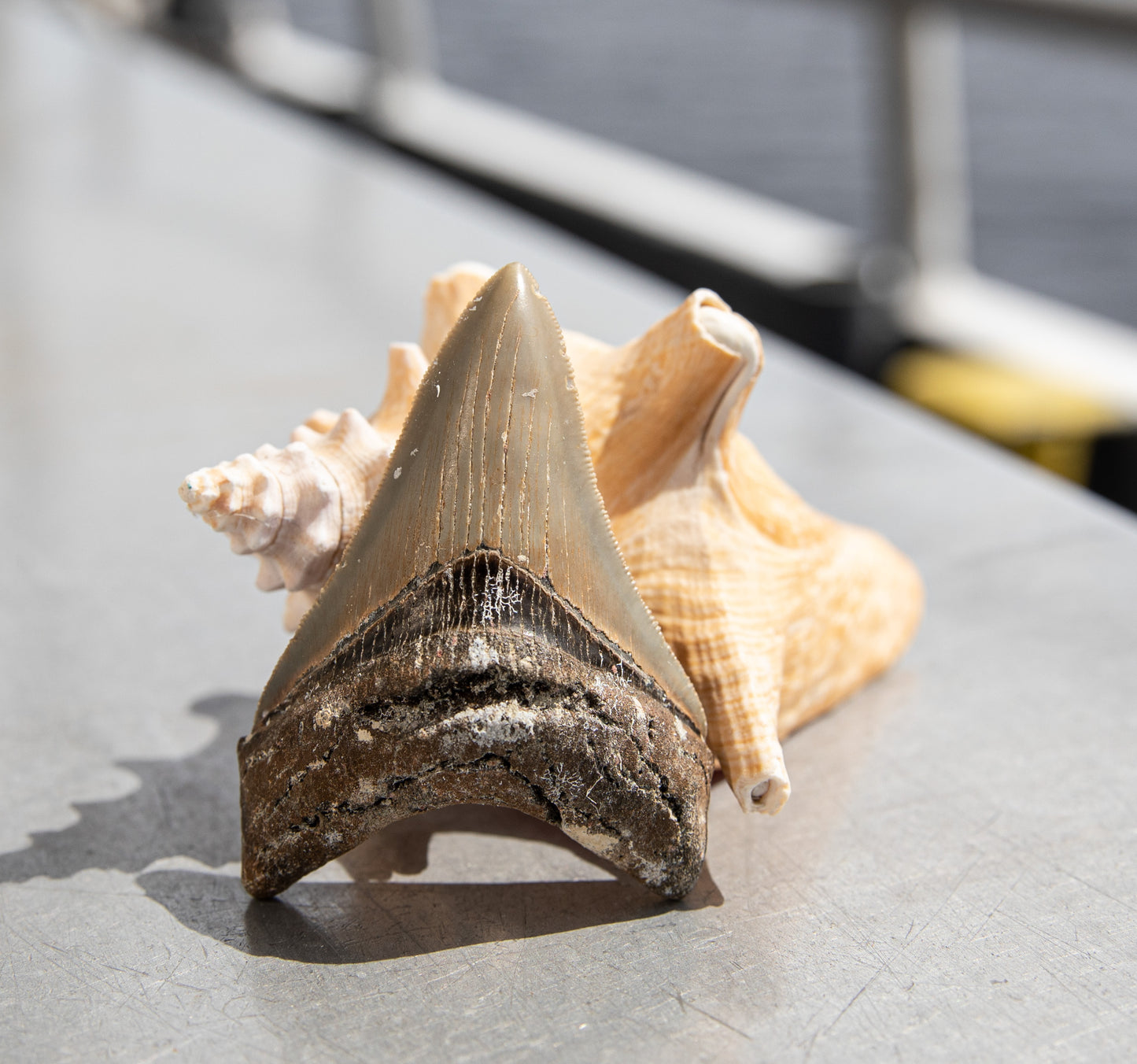 3.57" Megalodon Tooth #163