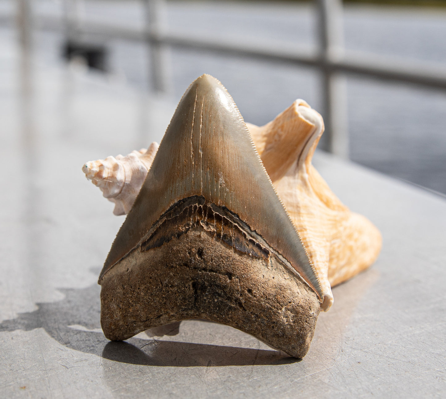 3.67" Megalodon Tooth #169