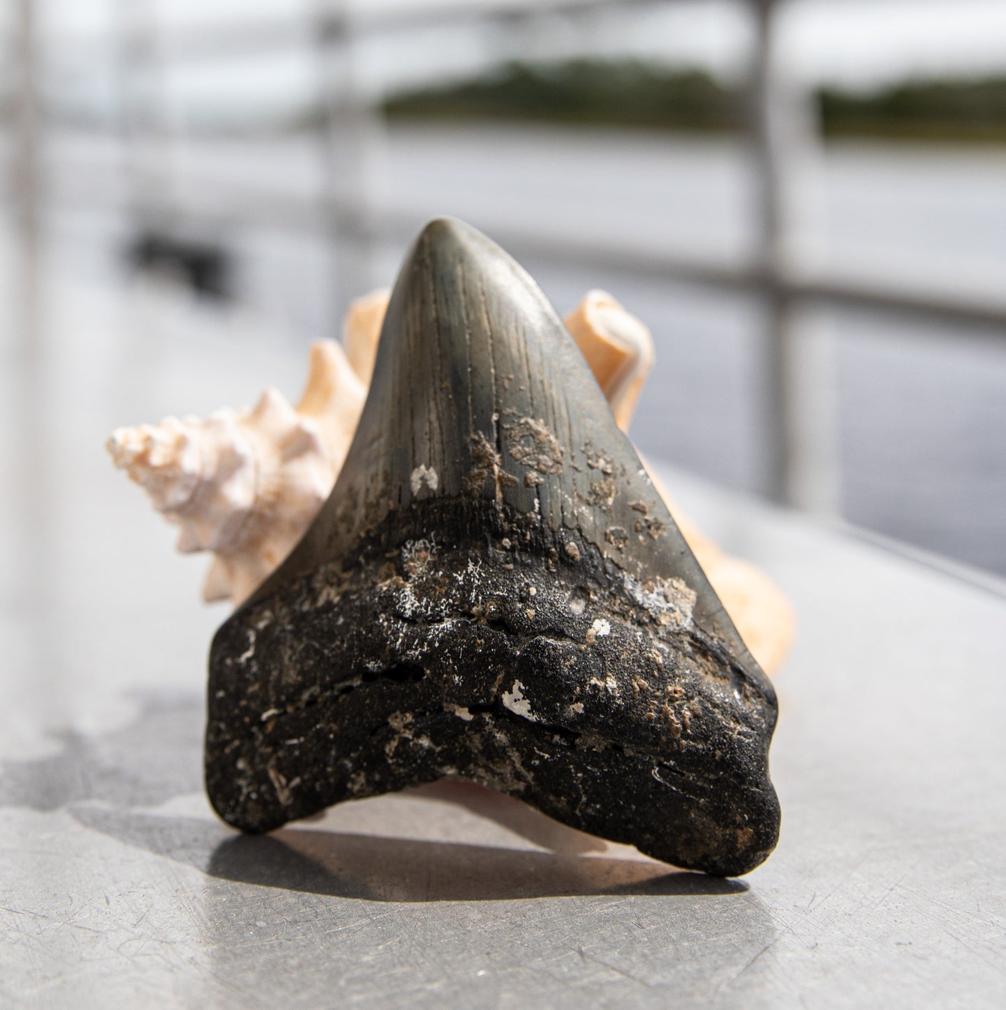 3.61" Megalodon Tooth #17