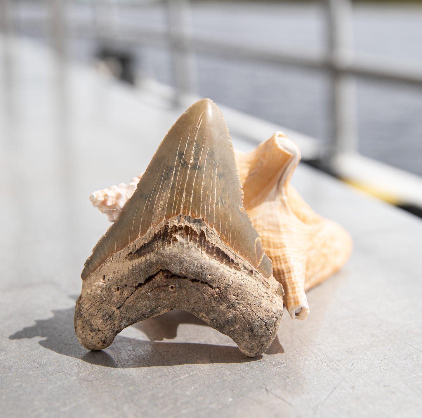 4.11" Megalodon Tooth #174