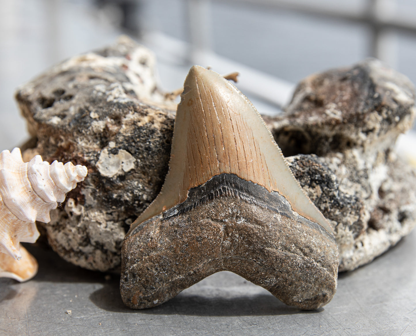 4" Megalodon Tooth #175