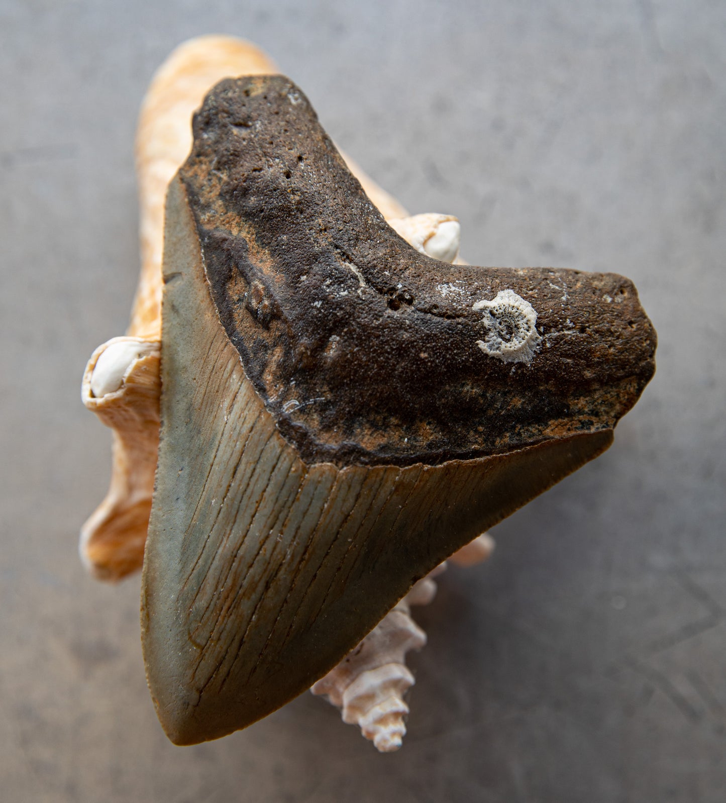4.2" Megalodon Tooth #176