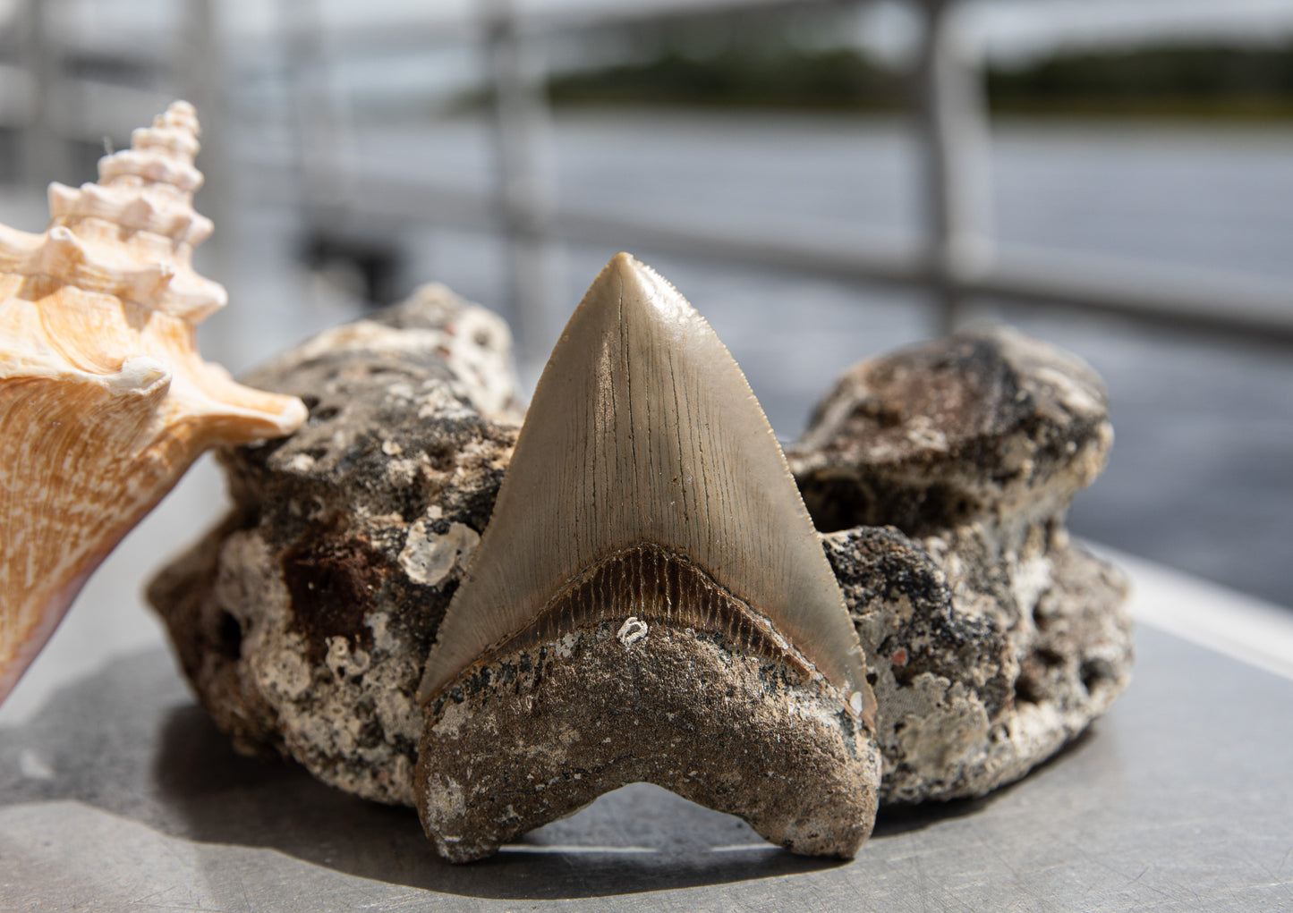 4.13" Megalodon Tooth #177
