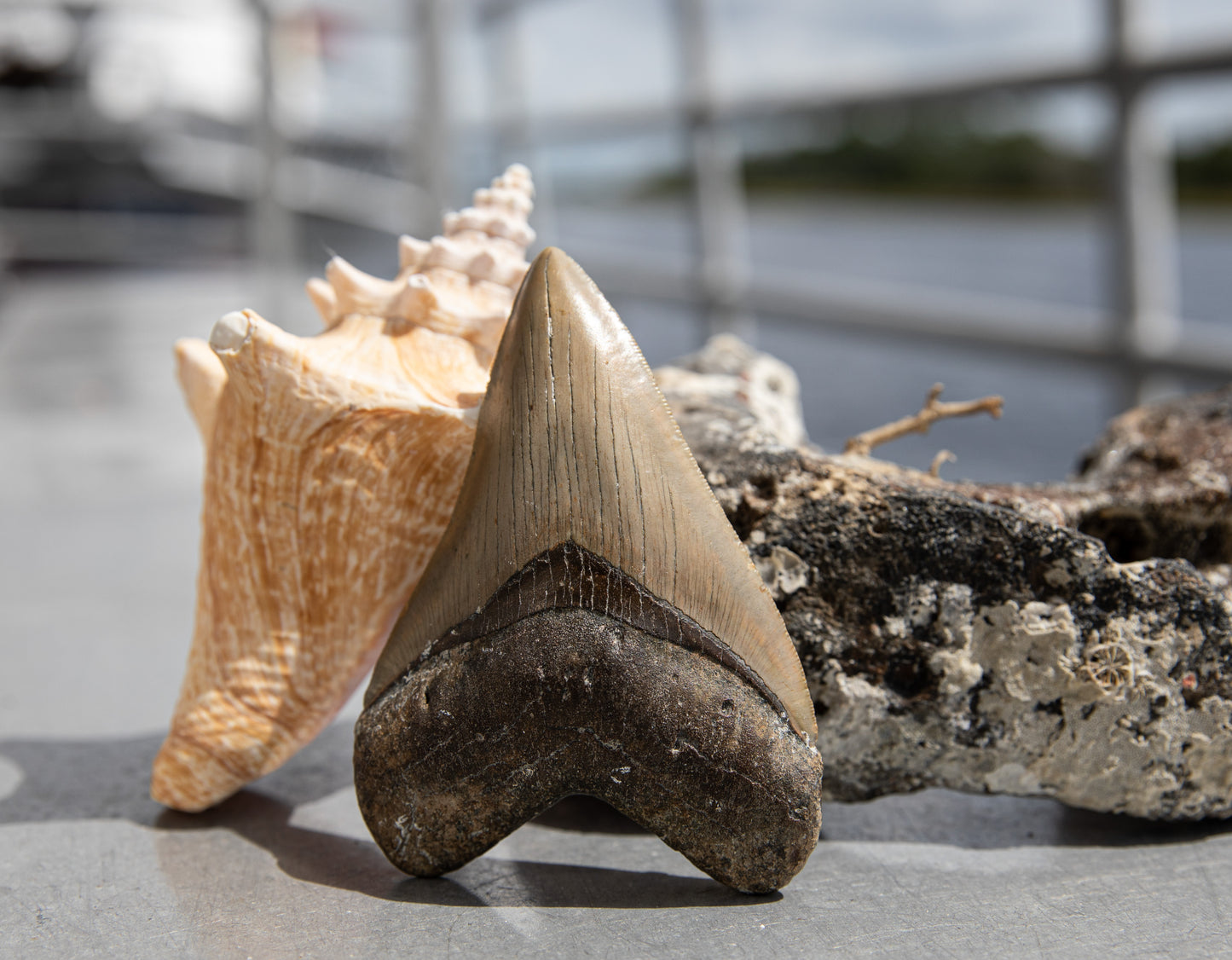 4.71" Megalodon Tooth #179