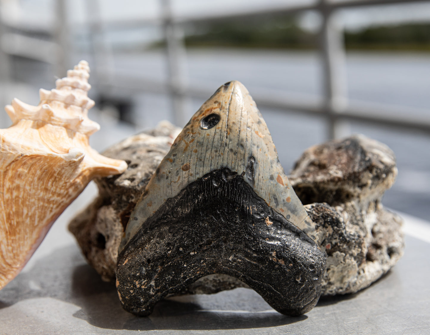 4.60" Megalodon Tooth #18