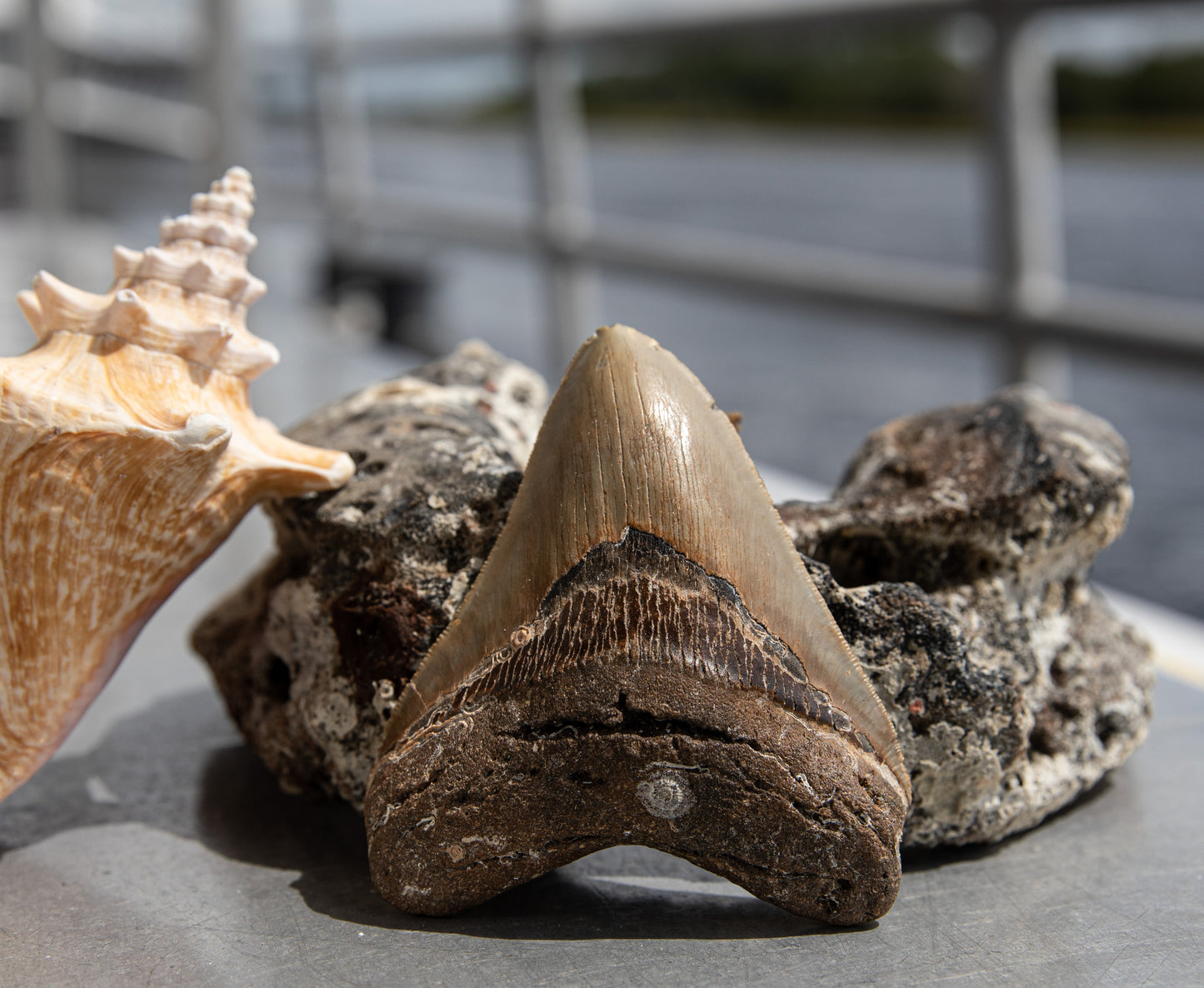 4.31" Megalodon Tooth #180