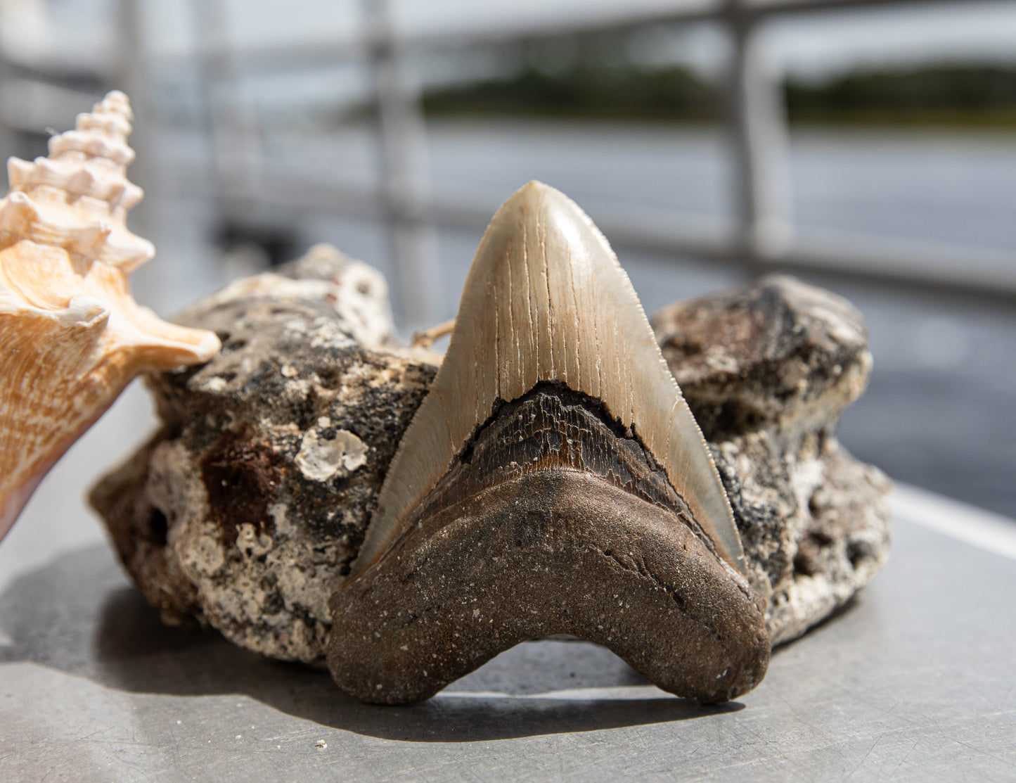 4.44" Megalodon Tooth #181
