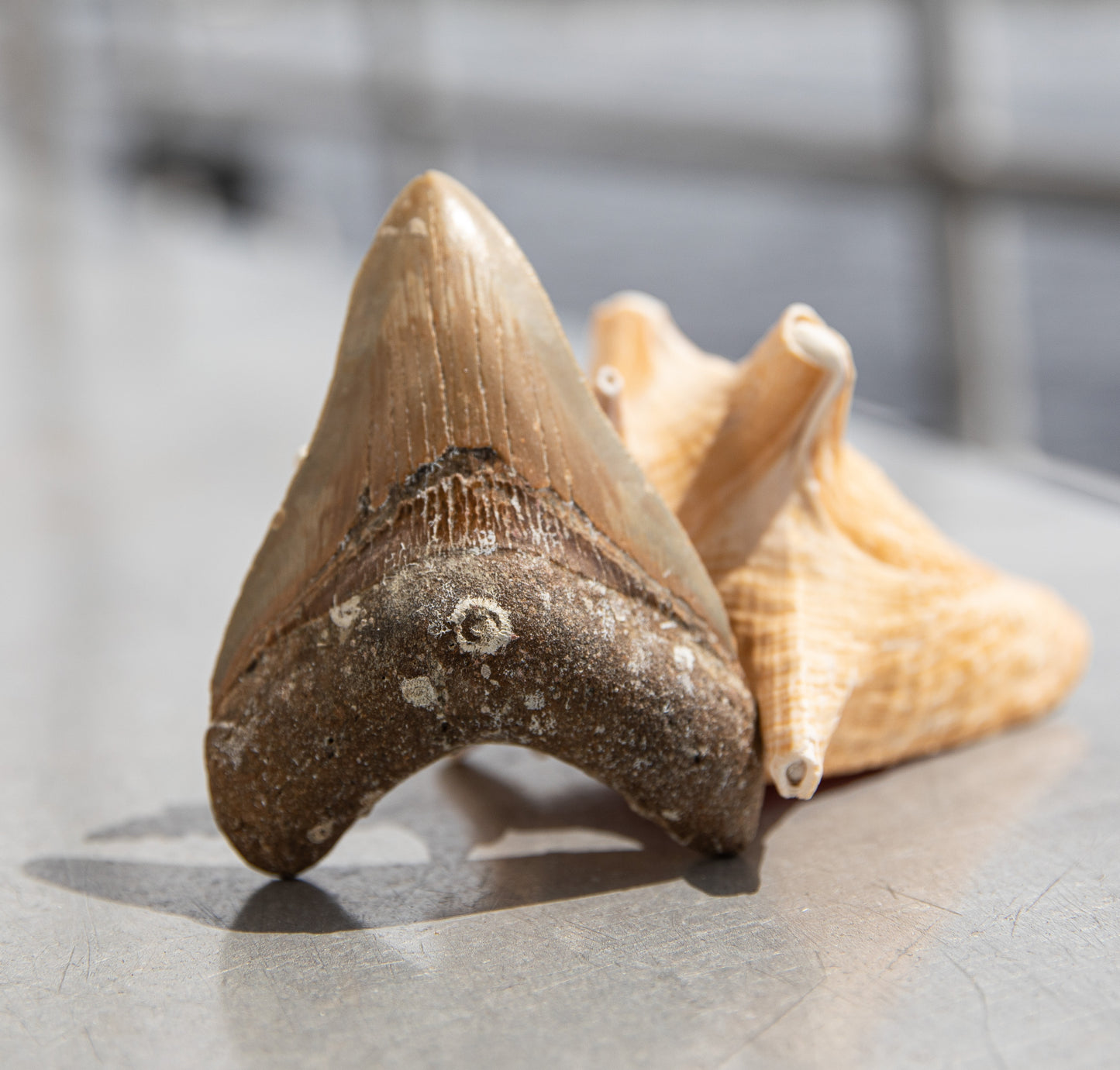 4.31" Megalodon Tooth #182