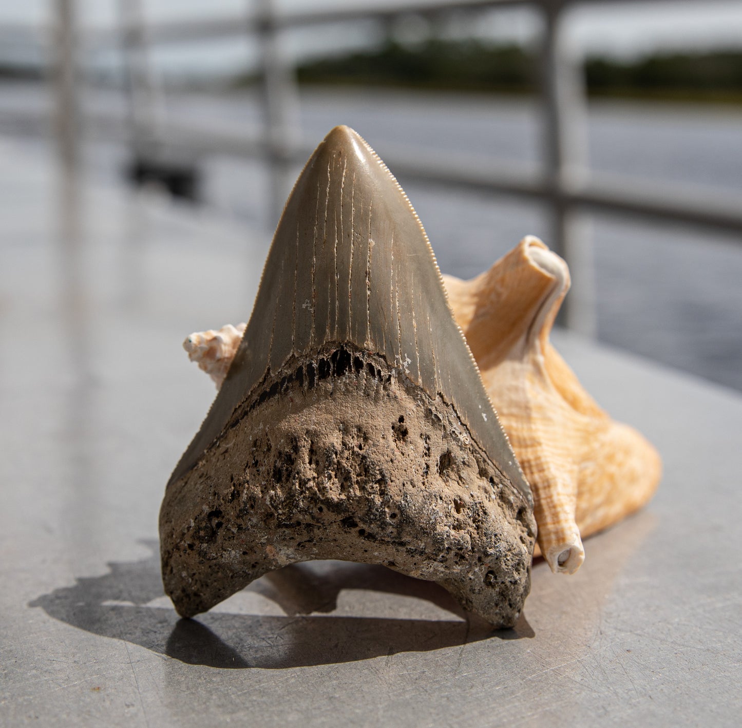 4.27" Megalodon Tooth #183