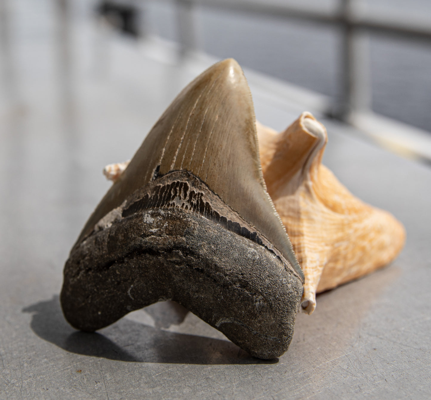 4.55" Megalodon Tooth #184