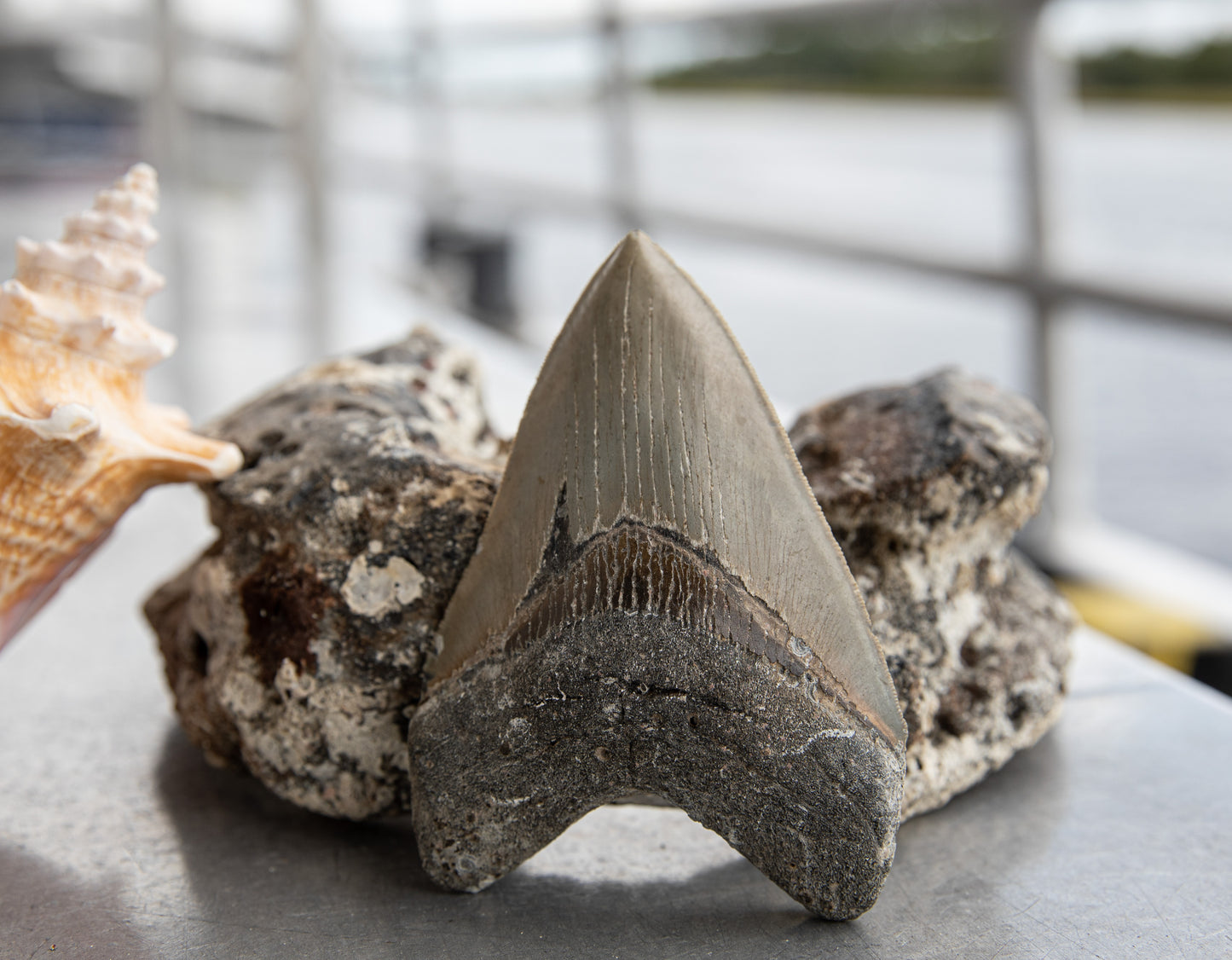 4.98" Megalodon Tooth #185