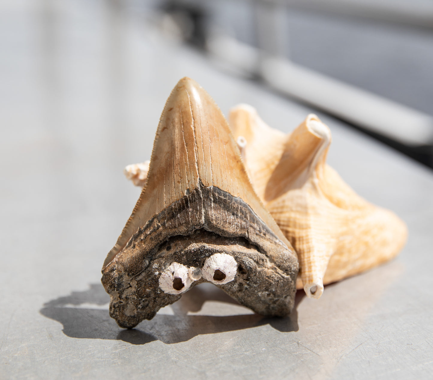 4.03" Megalodon Tooth #186