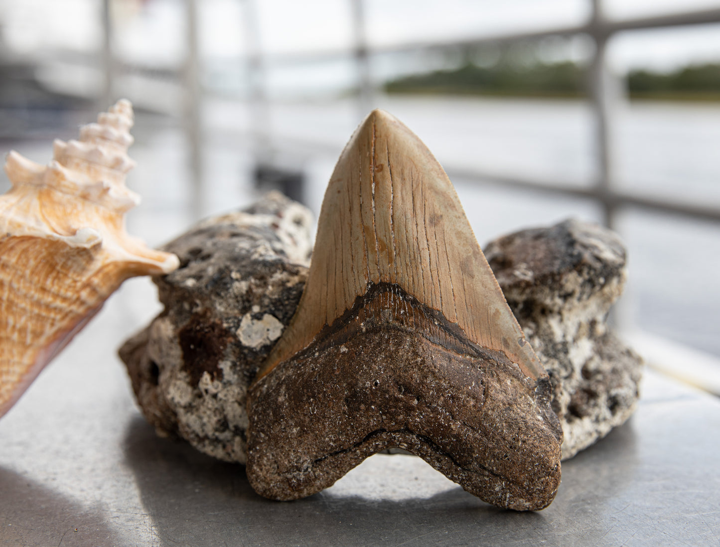 5.26" Megalodon Tooth #188