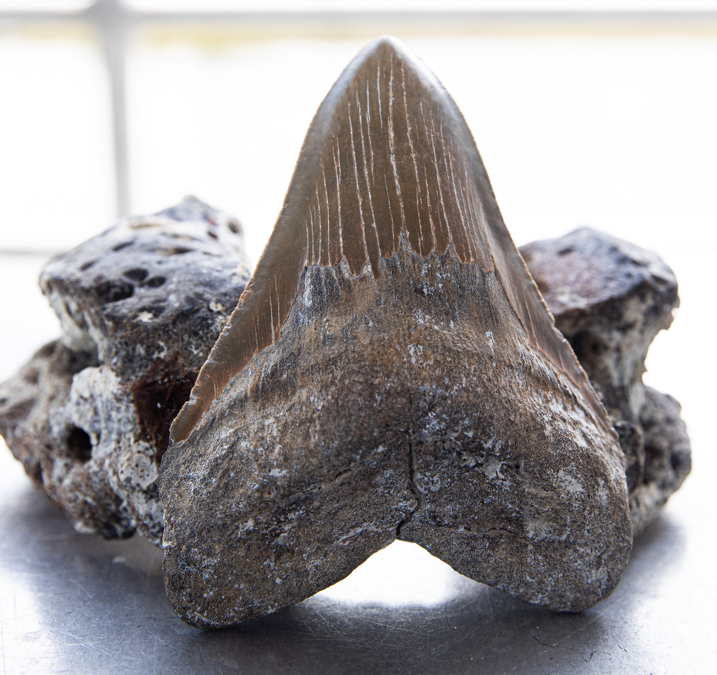 5.74" Megalodon Tooth #189