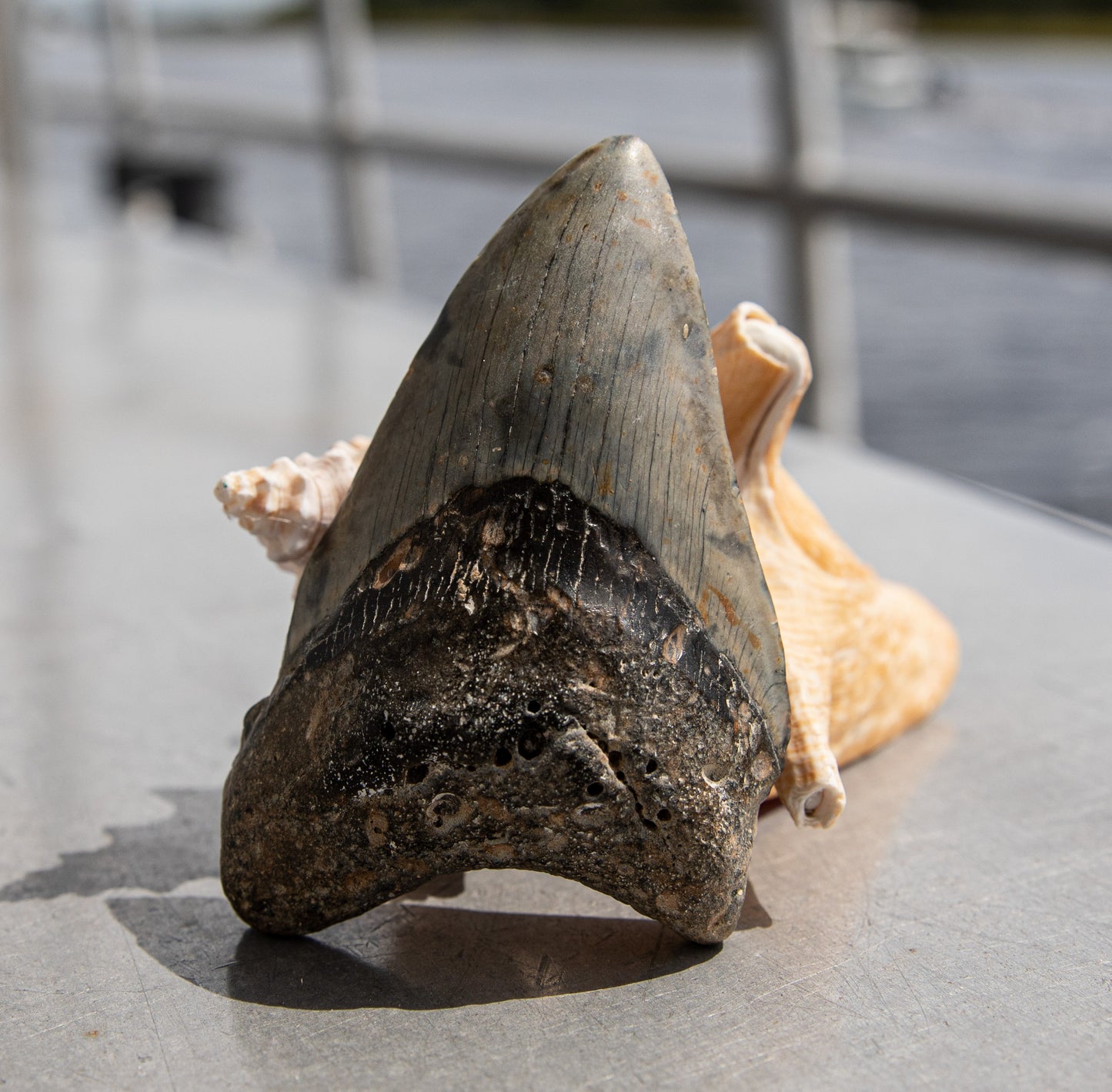 4.08" Megalodon Tooth #19