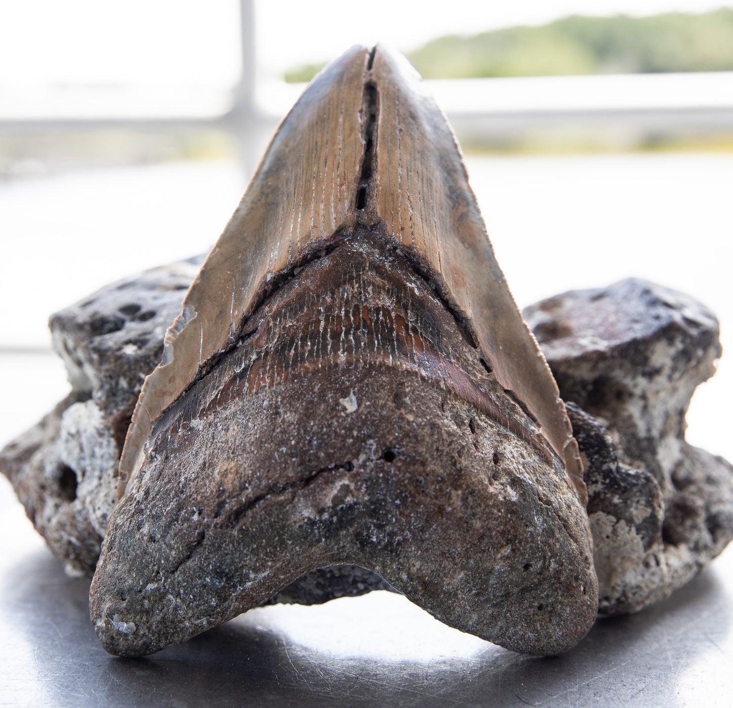 6.01" Megalodon Tooth #190